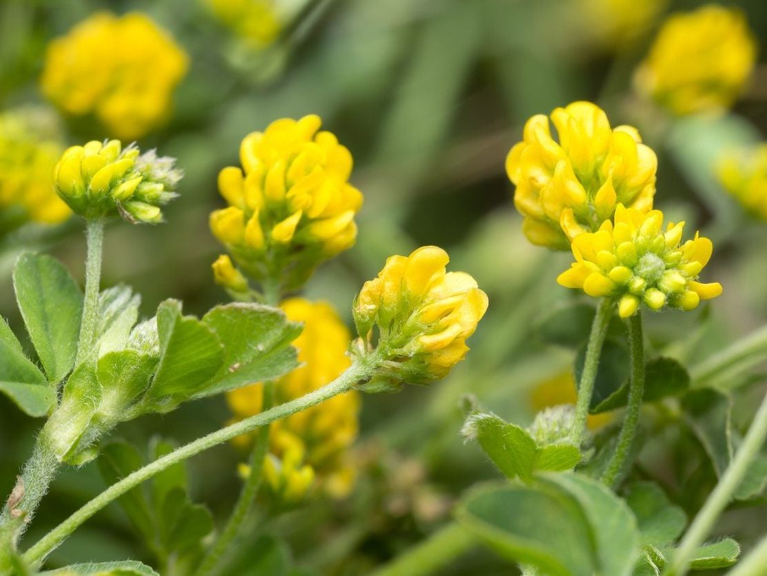 Common Black Medic Herbal Uses: Learn How To Grow Black Medic Plants |  Gardening Know How