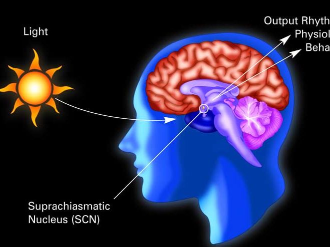 Rhythms of the Brain: 9780199828234: Medicine & Health