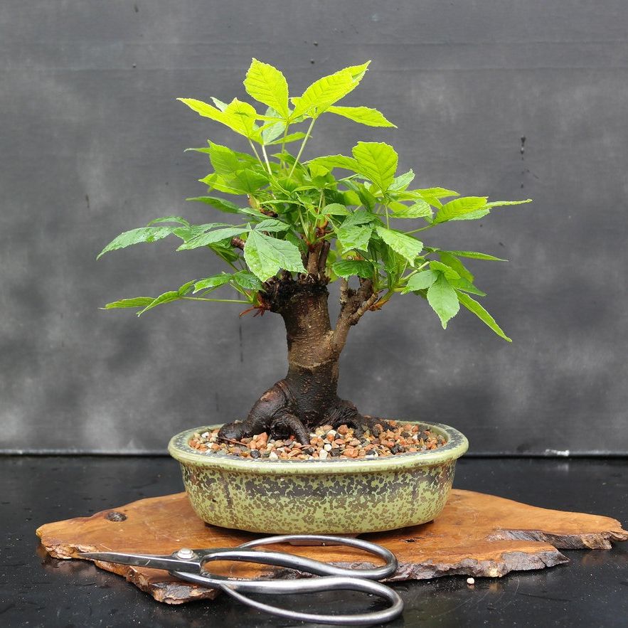 Growing Horse Chestnut As A Bonsai: Learn About Bonsai Horse Chestnut Care  | Gardening Know How
