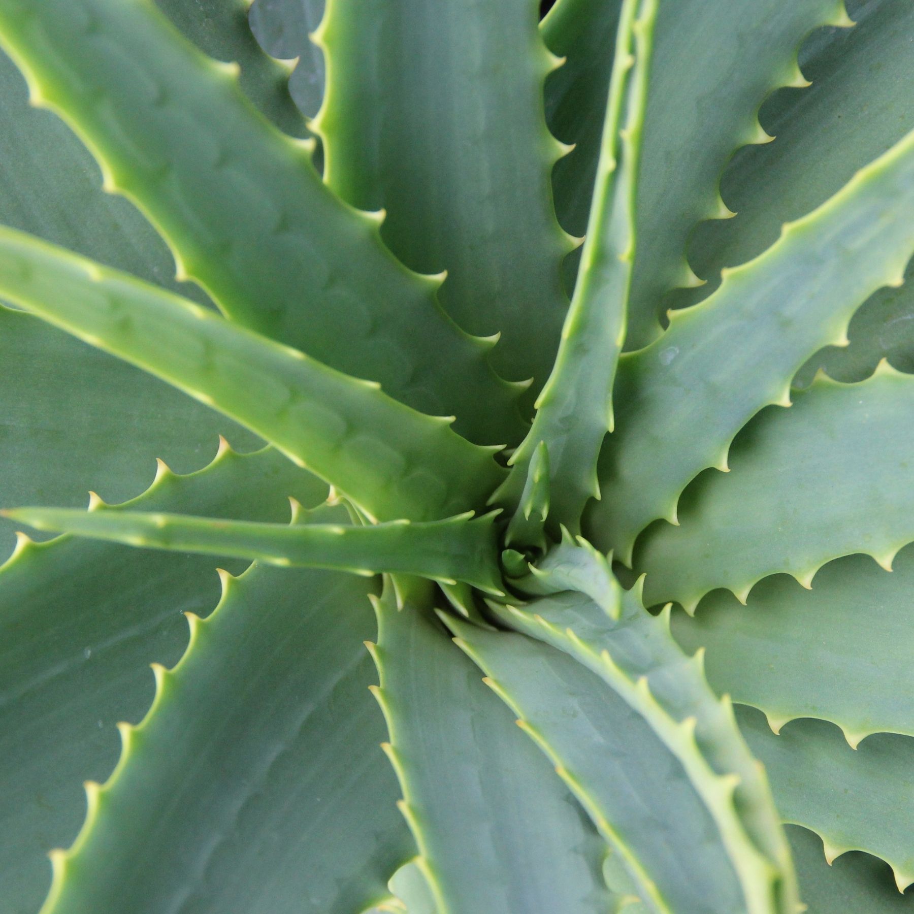 How often to water aloe vera plants from gardening pros | Real Homes