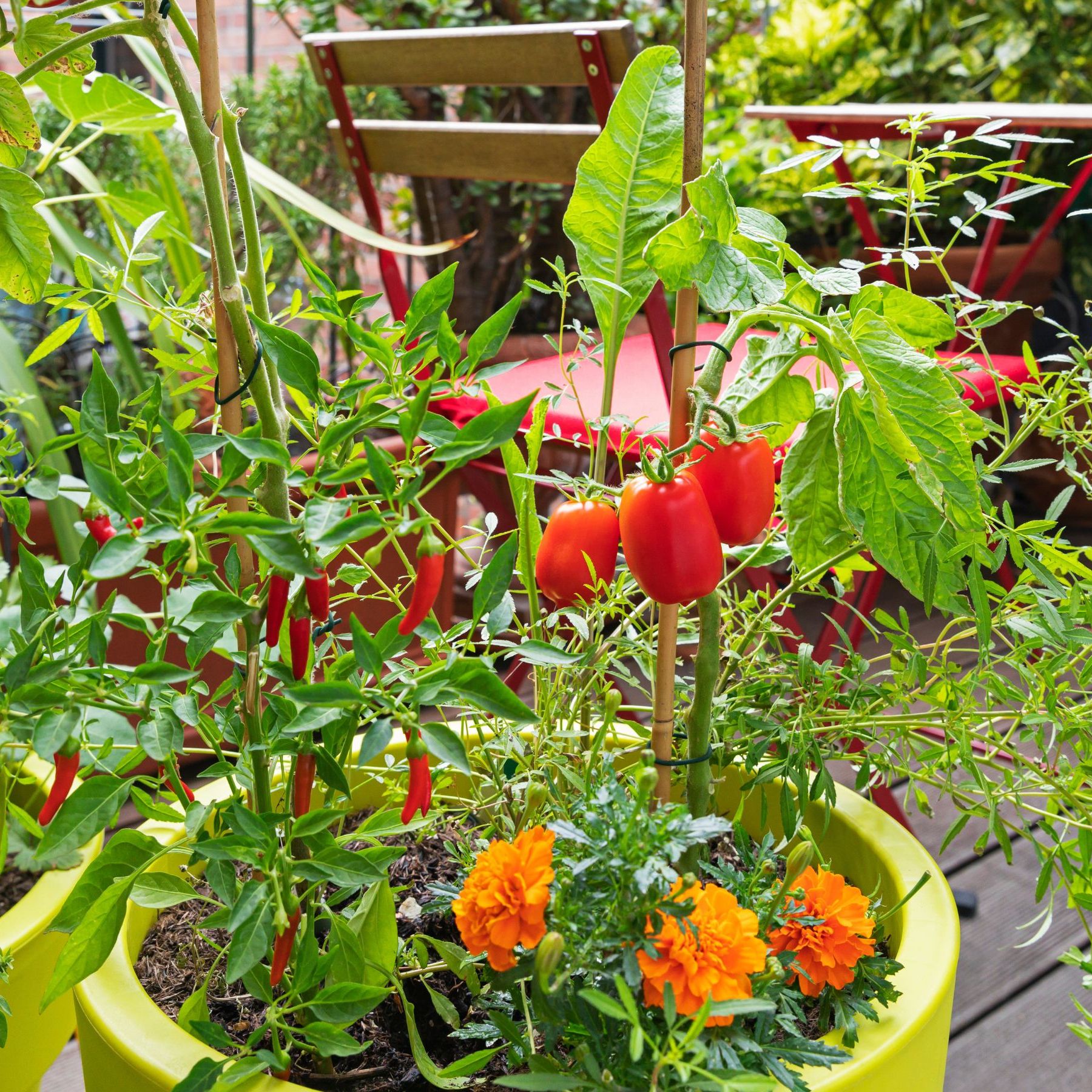 How to grow chillis in pots: a step-by-step guide | Ideal Home