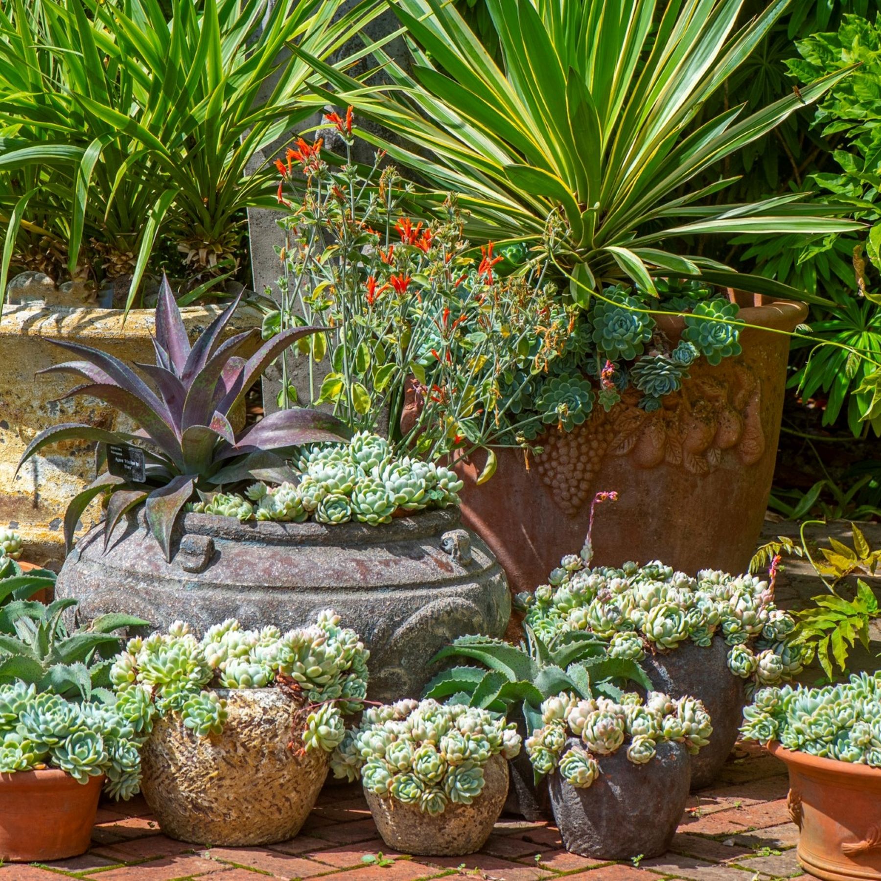 Can succulents survive winter? 5 things you can do to help | Gardeningetc