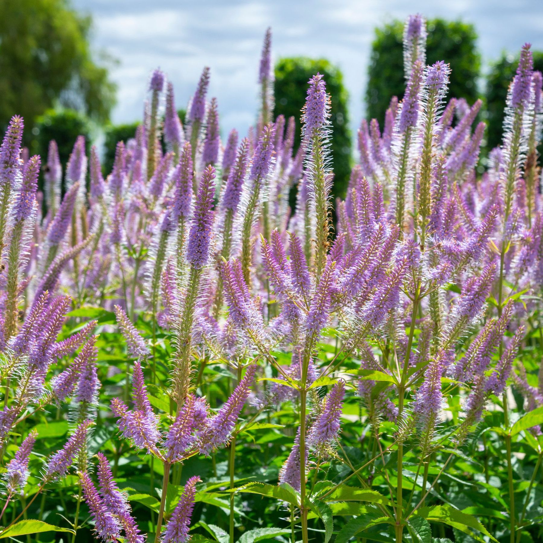 6 of the best plants for clay soil, according to experts | Ideal Home