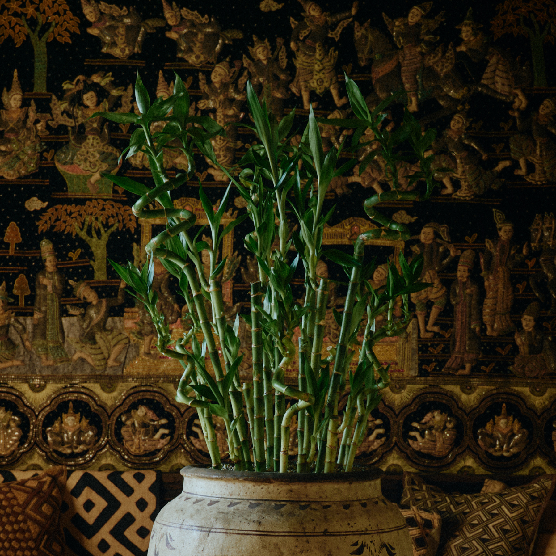 How to Style Lucky Bamboo Spirals, According to a Plant Artist | Livingetc