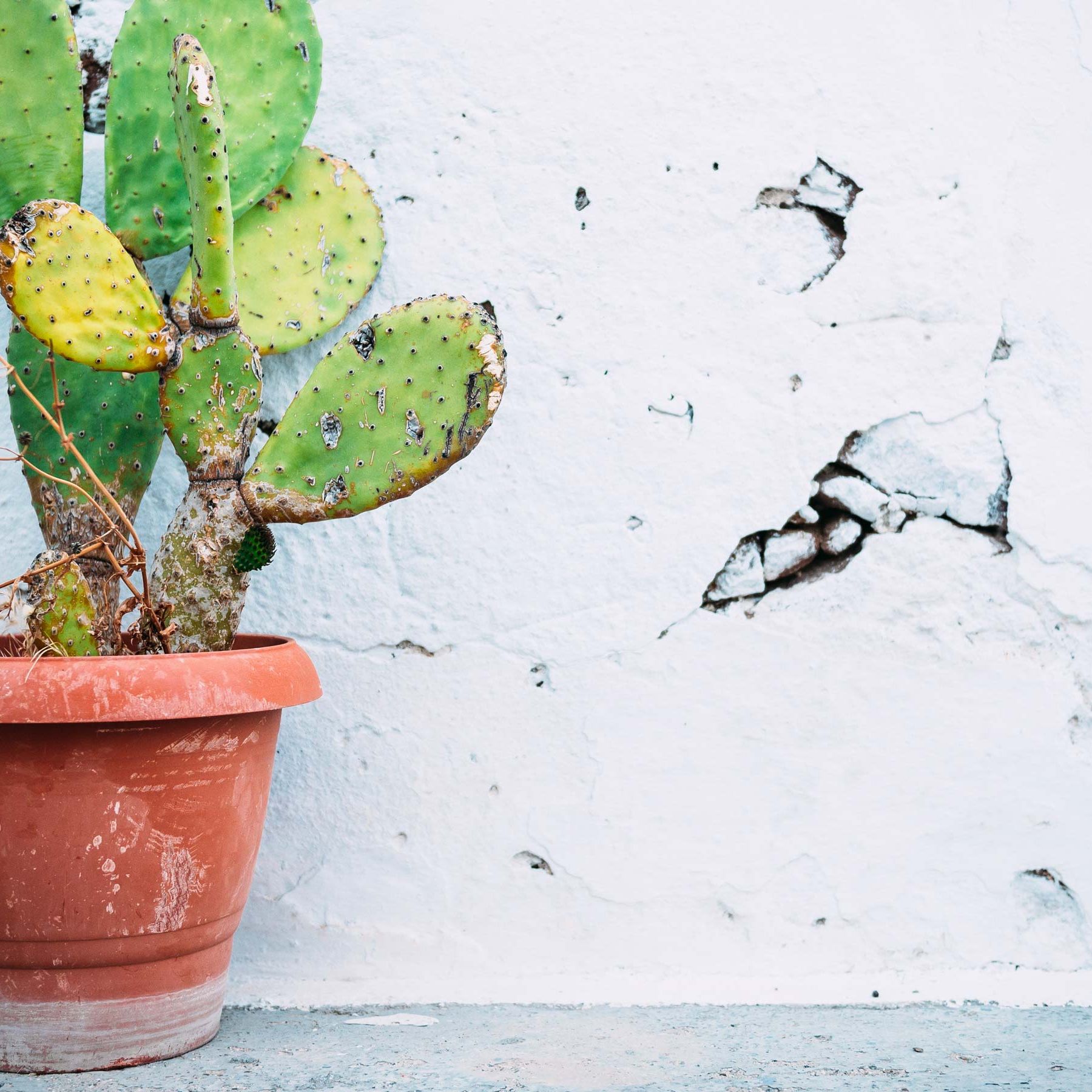 cactus prints Desert Cactus Set of Three Wall Art | Watercolor Print ISO A2 main image 0