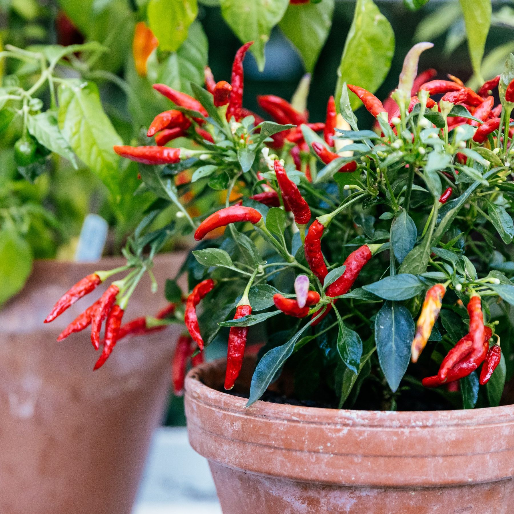 Overwintering chilli plants  how to keep your plants alive | Ideal Home