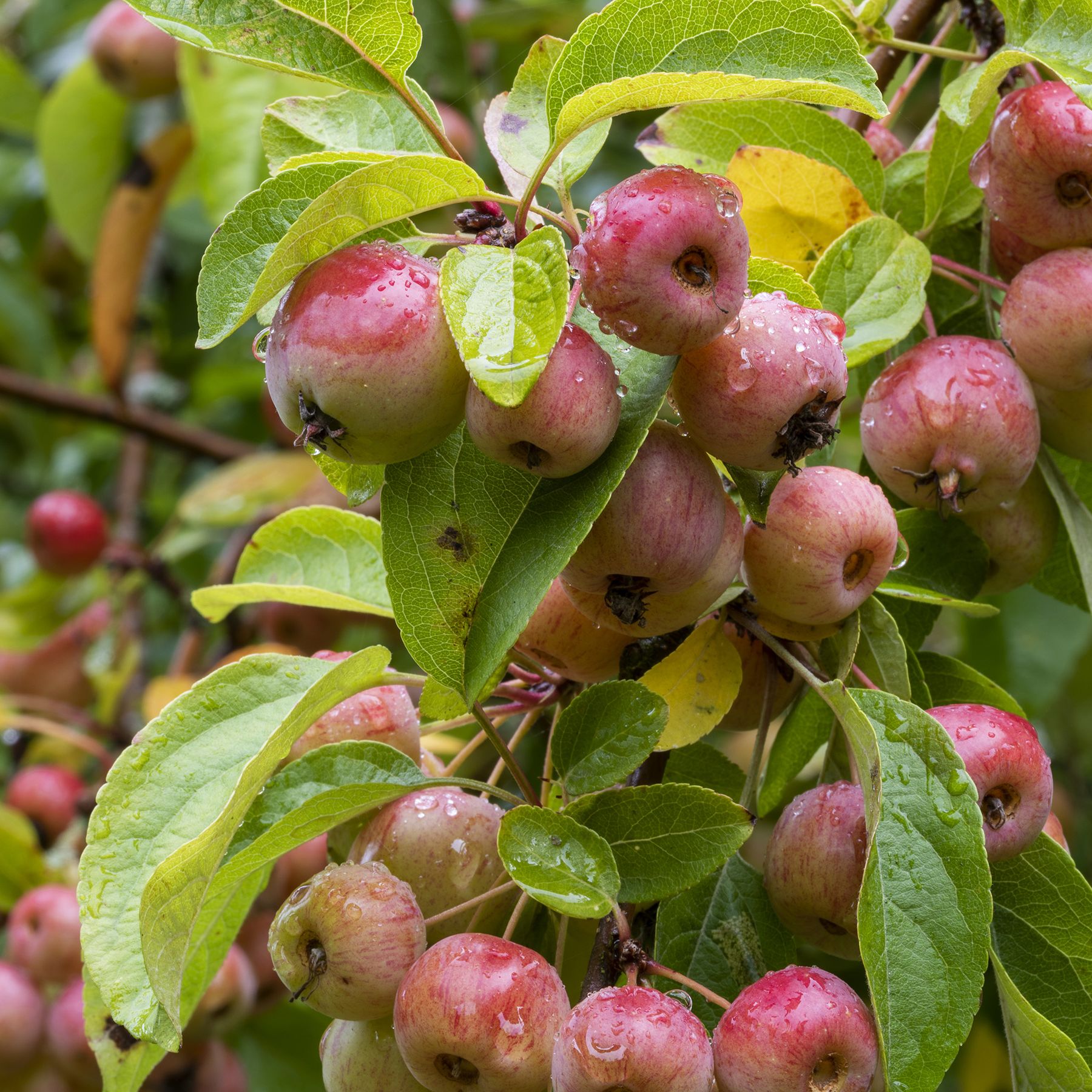 Tango videos chandu charms she is an absolute sweet heart