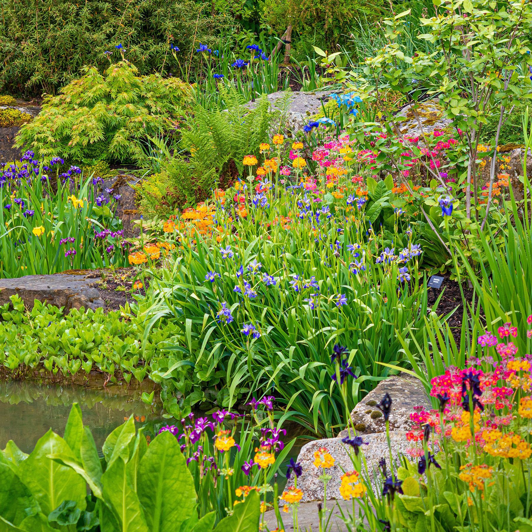 Bog plants: 15 moisture-loving plants for damp areas | Gardeningetc