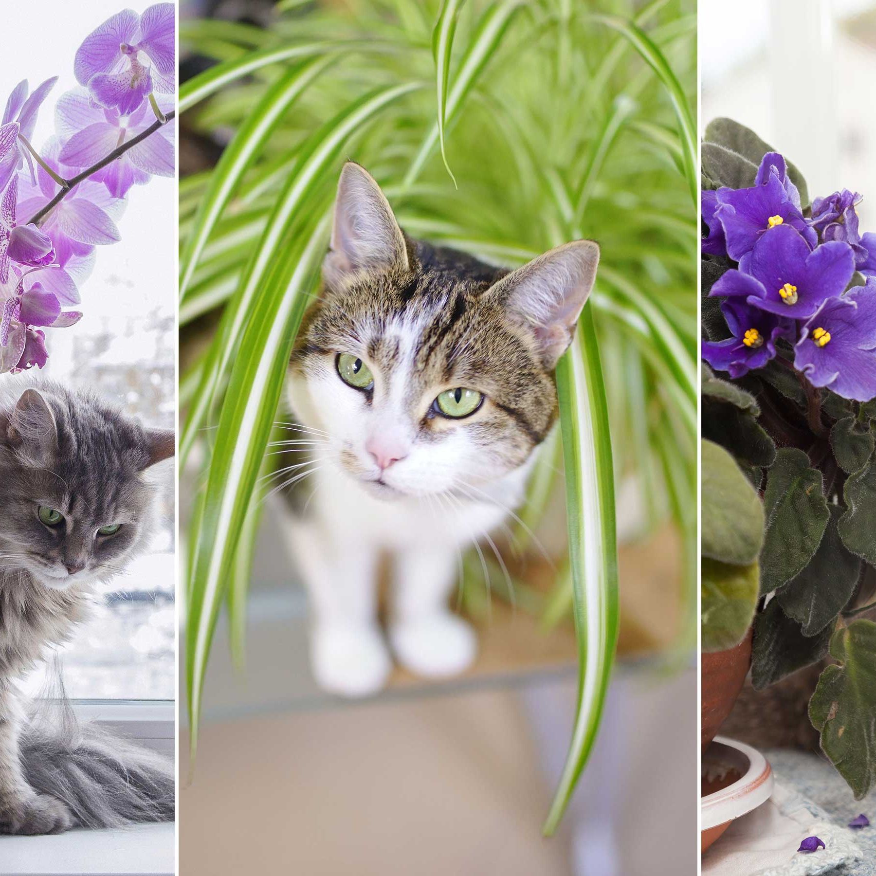 10 houseplants that are not toxic to cats  plus pro advice | Real Homes
