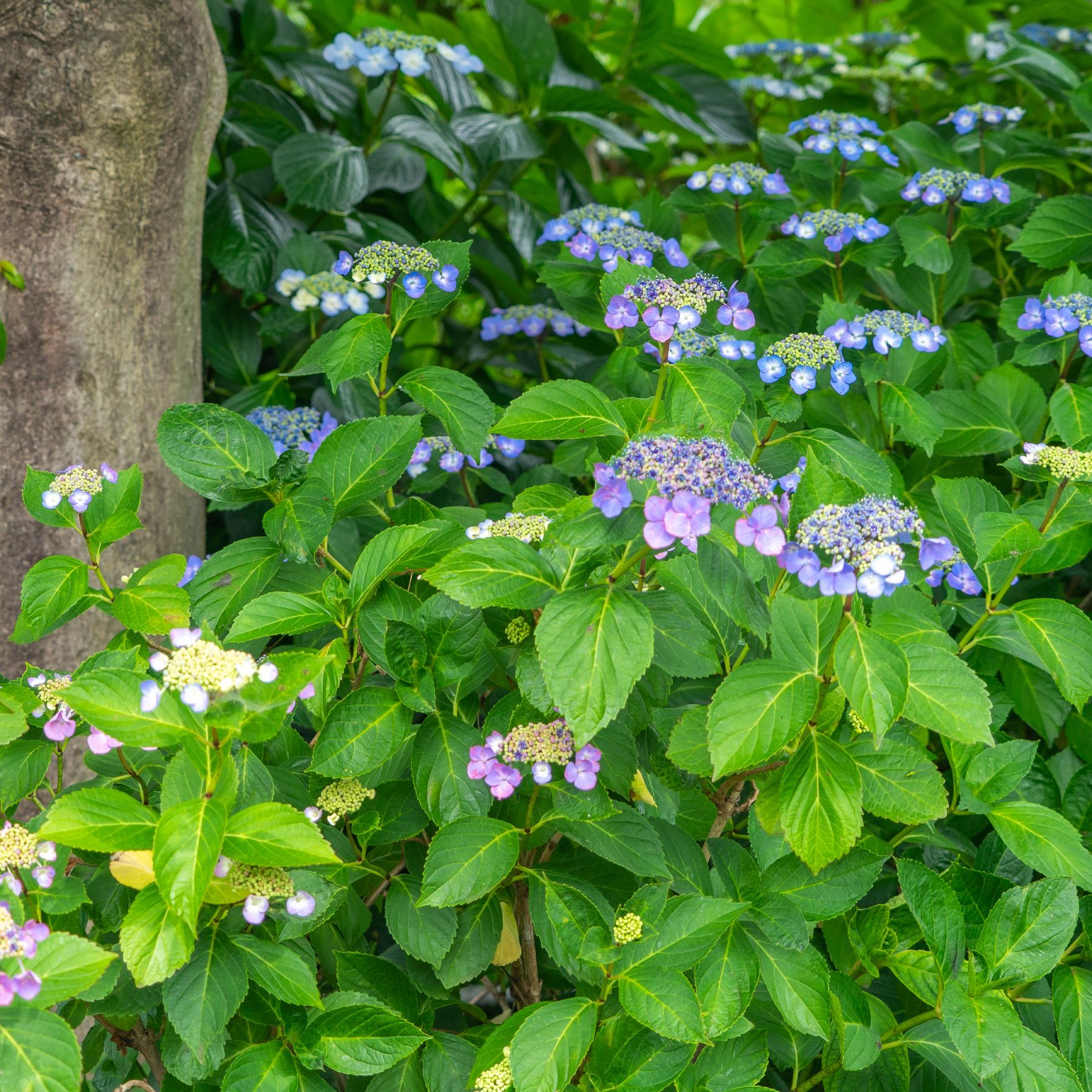 hydrangeaオーダーページ Mighty Hydrangea in Springfield OH - Schneider's Florist