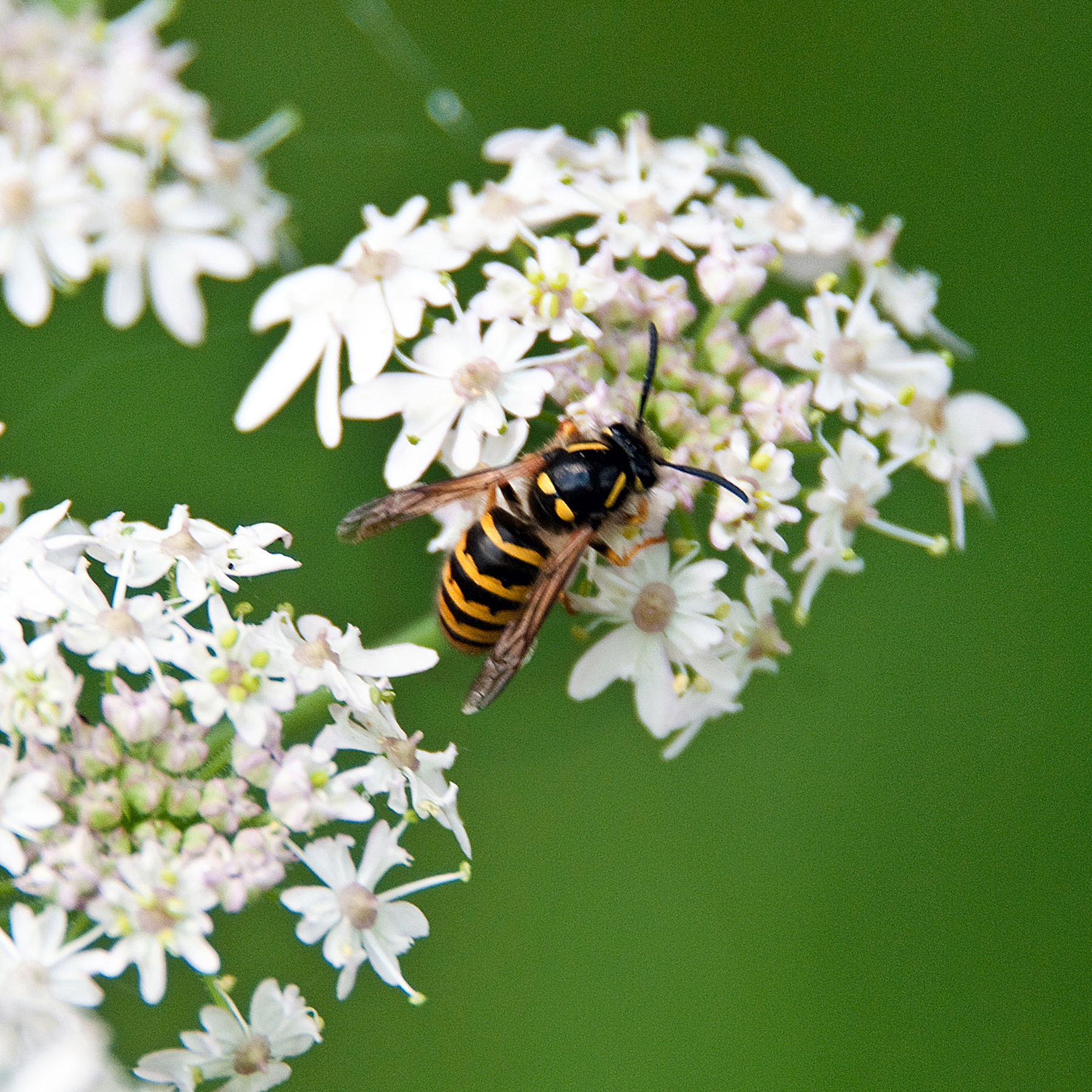do wasps hate cigarette smoke 3 scents experts swear by to deter wasps from your home