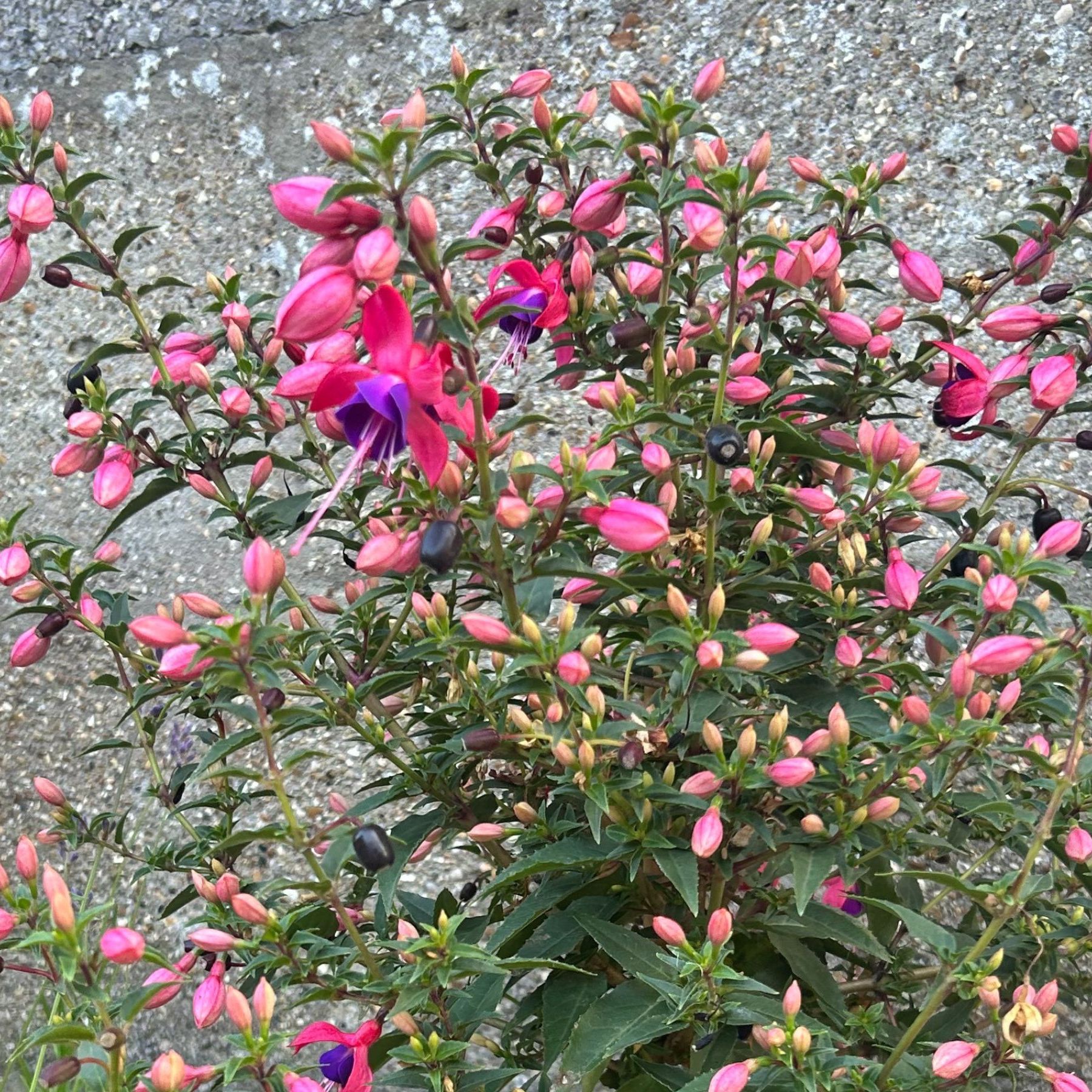 rhododendron azalea 25 MIXED COLORS AZALEA Rhododendron spp. Red, Pink, Purple, White Flower  Shade Bush Shrub Seeds