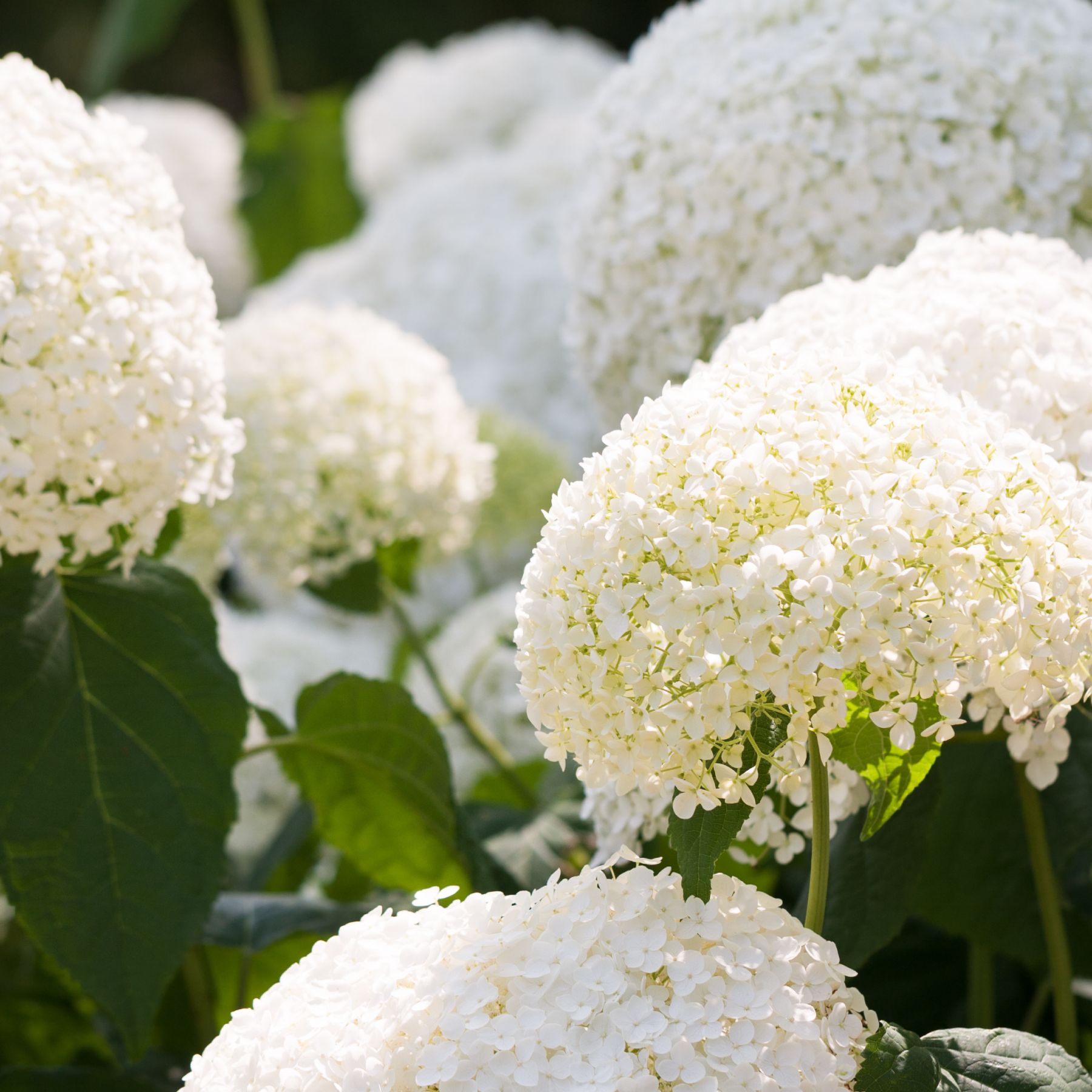 m*i様 Hydrangea - Aquilegia プロト Hydrangea, Bloomstruck | Earl May Garden Center