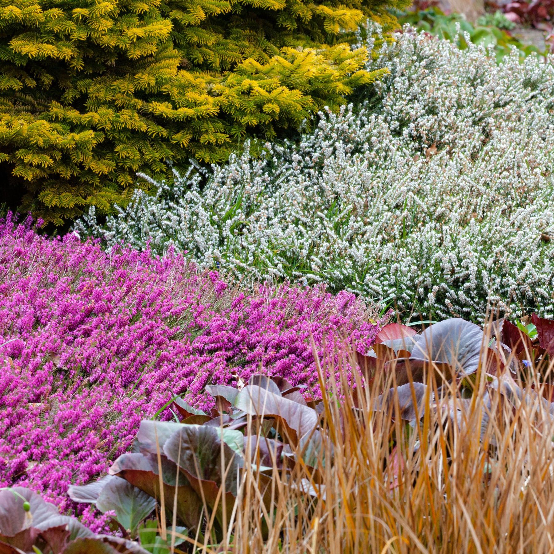 Best Dwarf Evergreen Shrubs