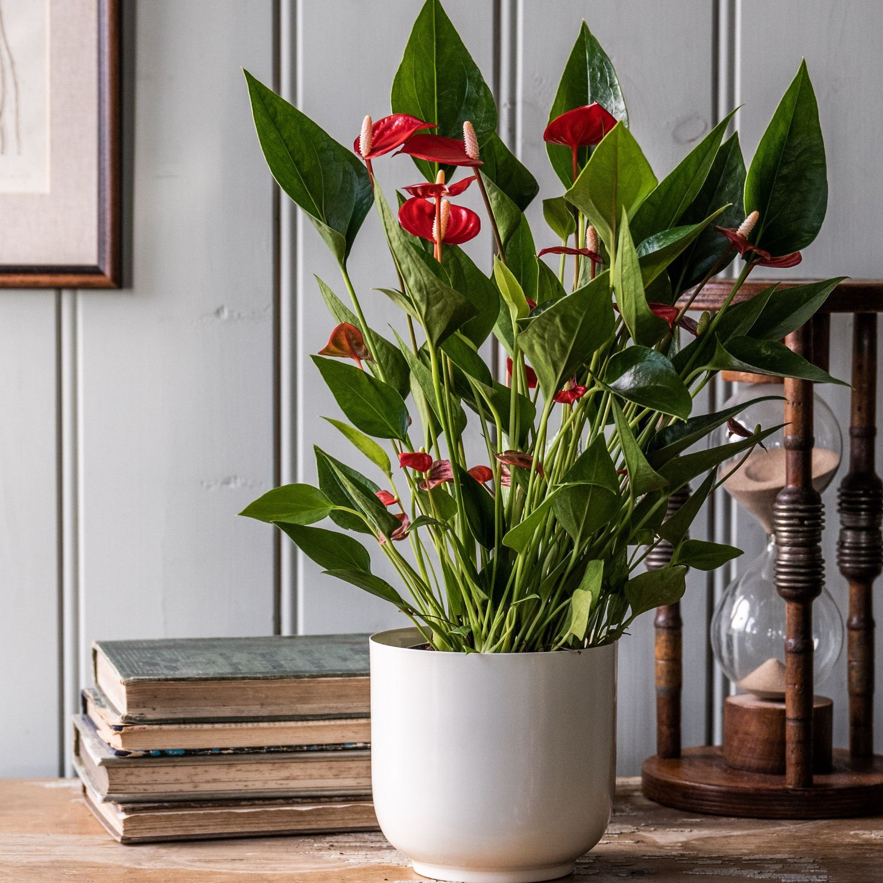 How to care for Anthurium for long-lasting colour | Ideal Home