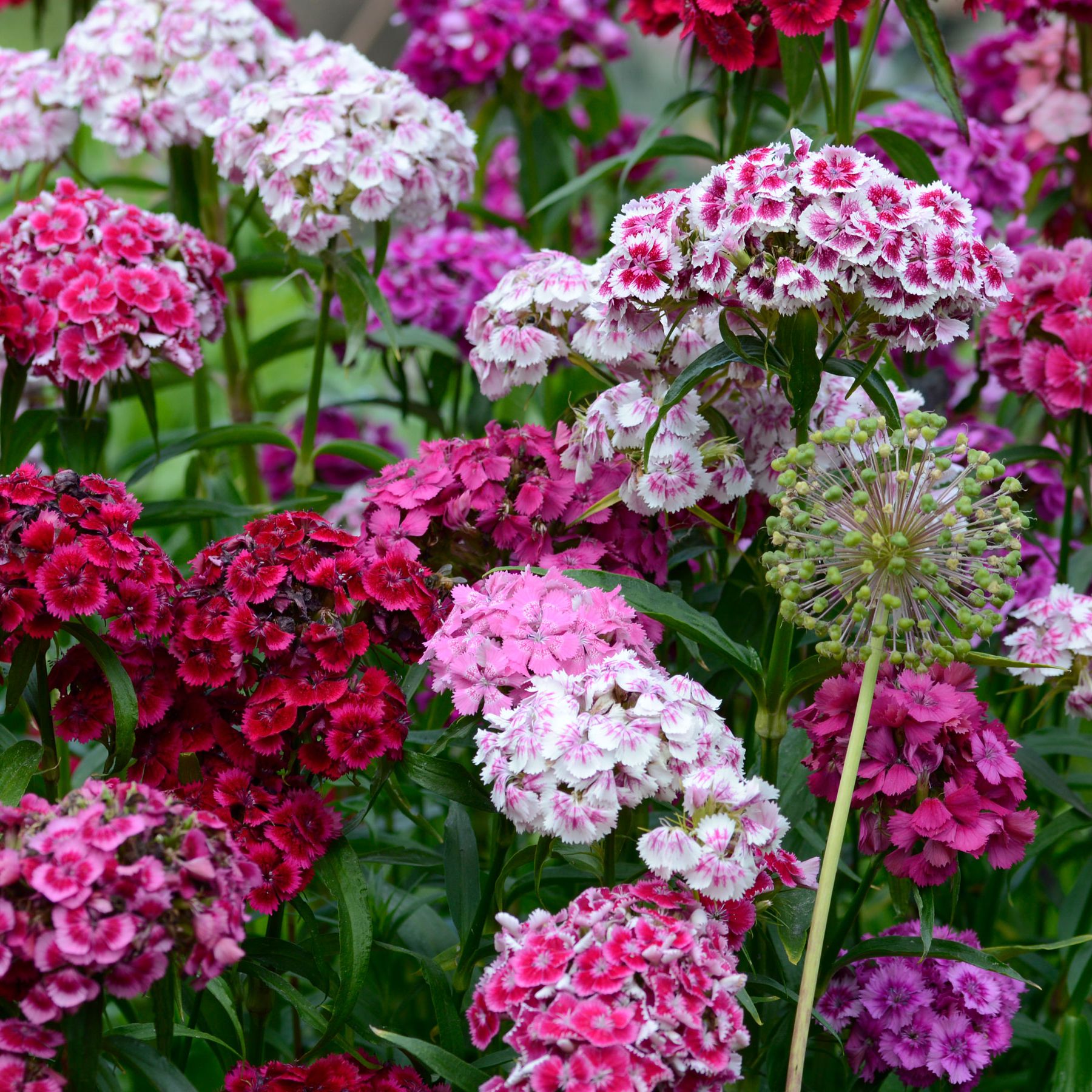 How to grow and care for sweet william | Ideal Home