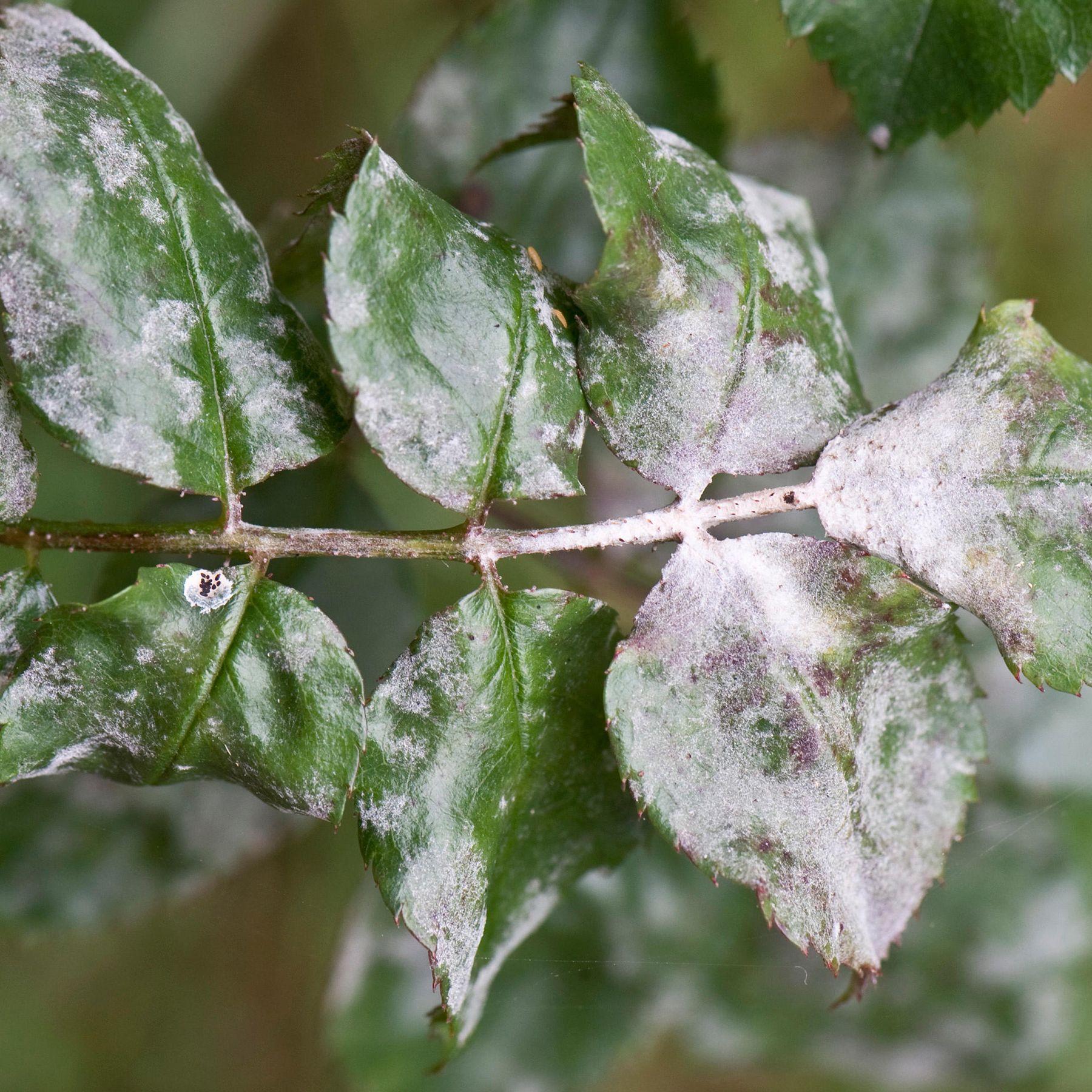 Powdery mildew: how to get rid of white fungus on plants | Gardeningetc
