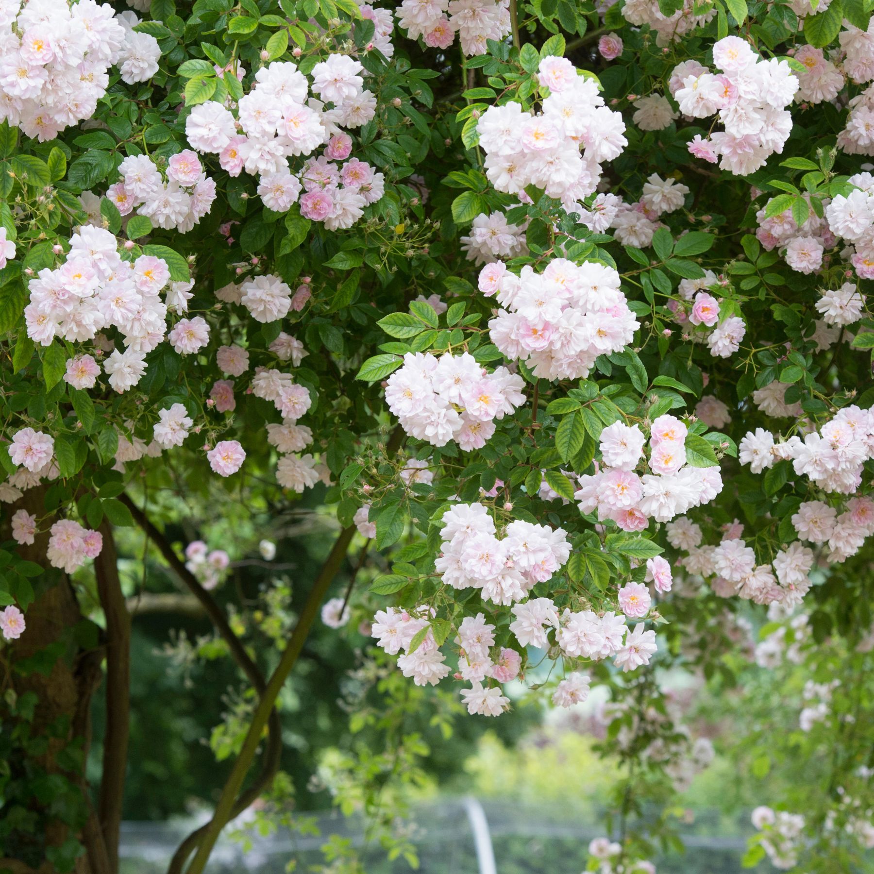 Rambling Rose Plot