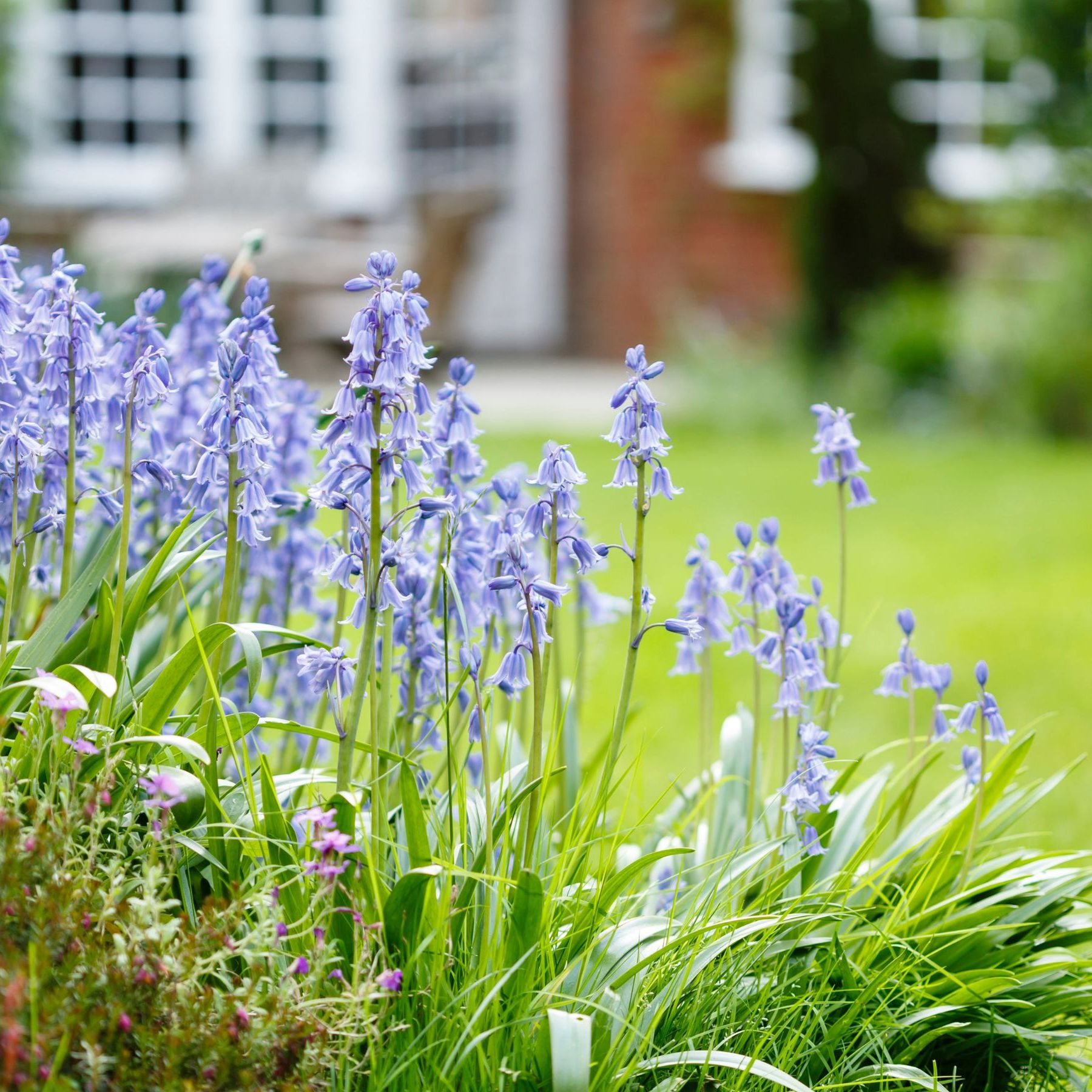 Spring Bulbs That Like Shade Plants For Shady Areas Of The Garden