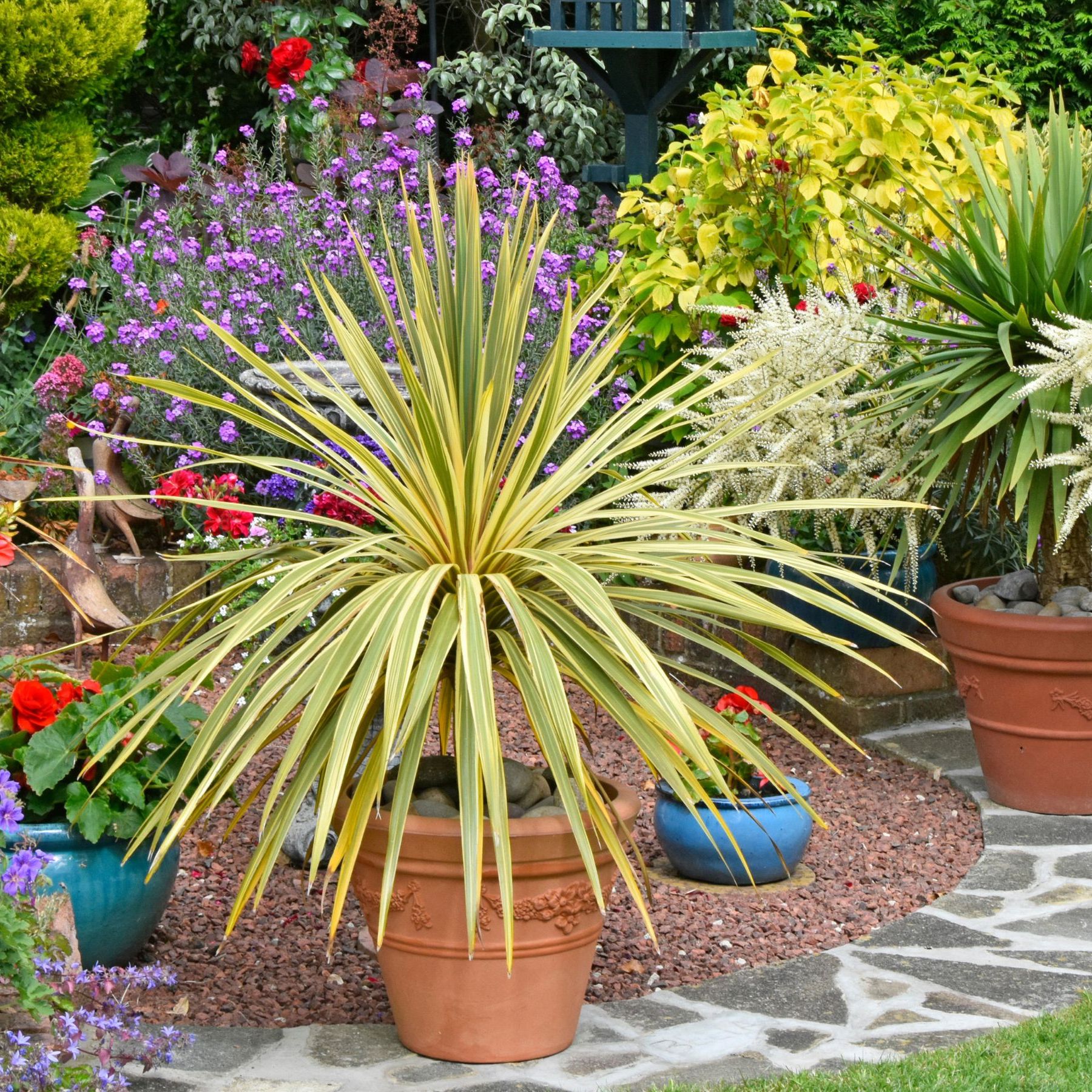 The best evergreen plants to add your pots | Ideal Home
