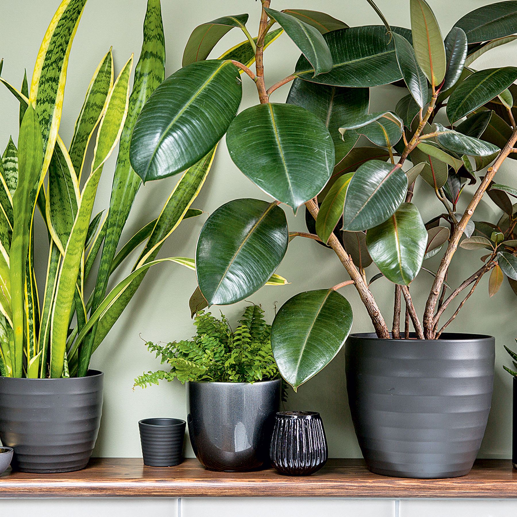 The big houseplants debate: fresh vs faux, which to use? | Ideal Home