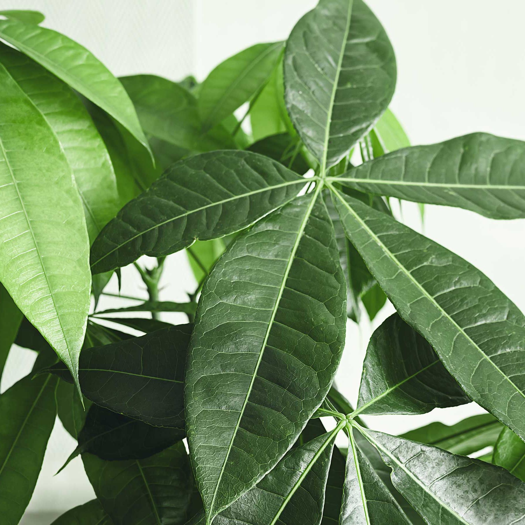 buy monstera deliciosa variegata Monstera Full Mint deliciosa borsigiana Variegata (Nr 3) main image 0
