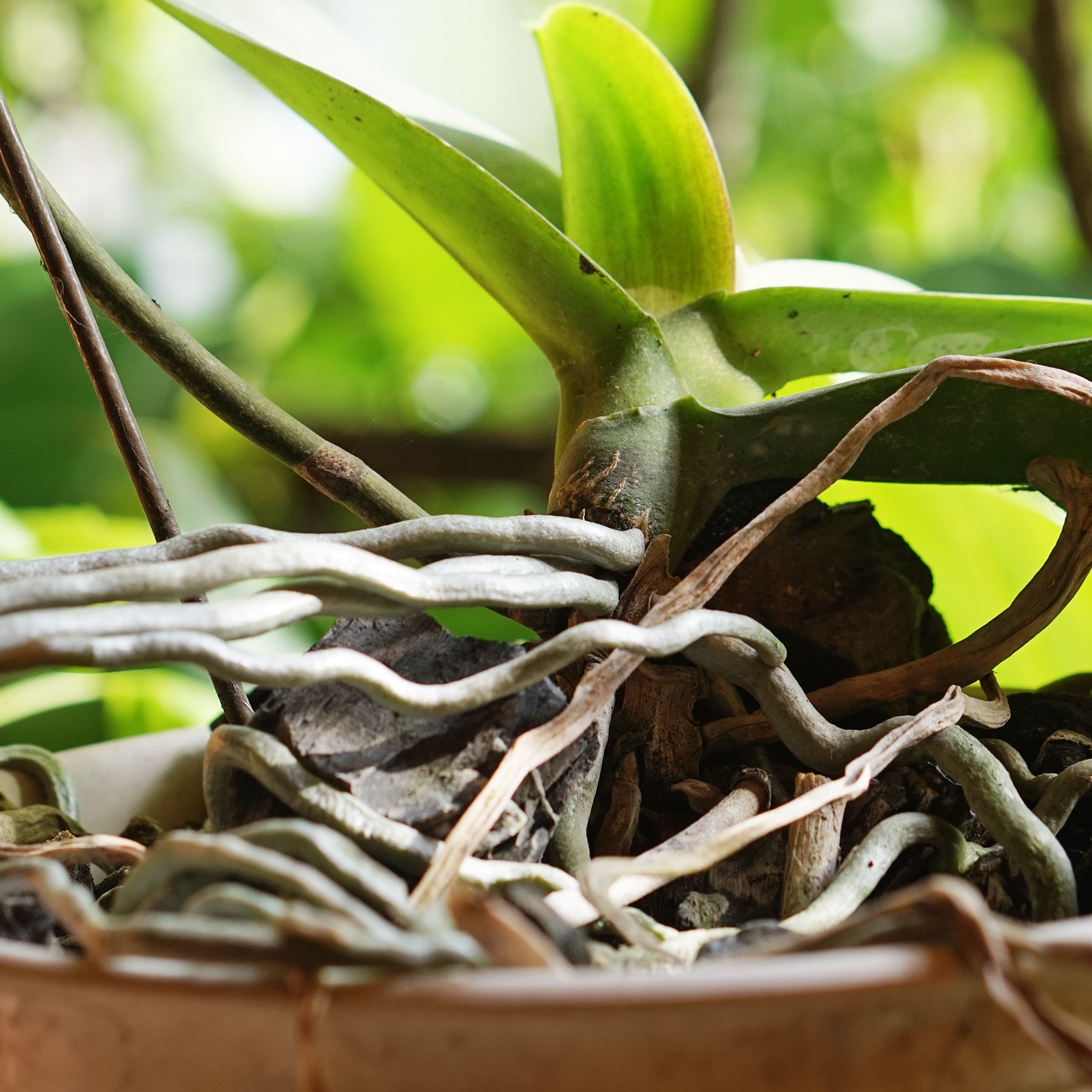hanging plant pothos Pothos, Neon 8" Hanging Basket