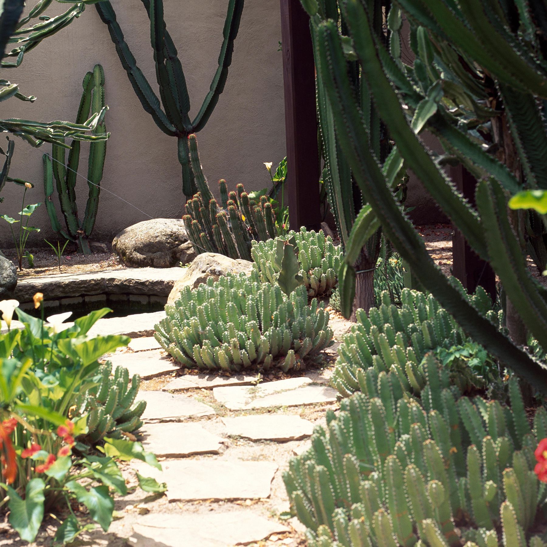 Landscaping with cactus: 9 ways to add color and structure | Gardeningetc