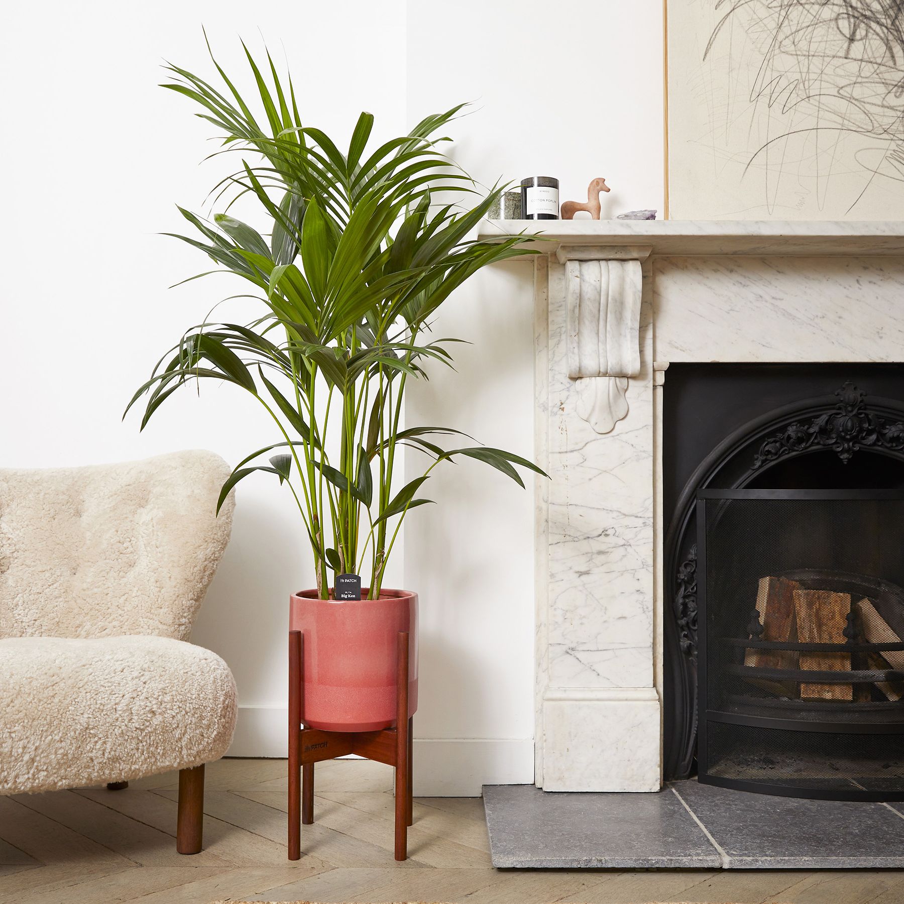Kentia palm care and growing guide: expert plant advice | Gardeningetc