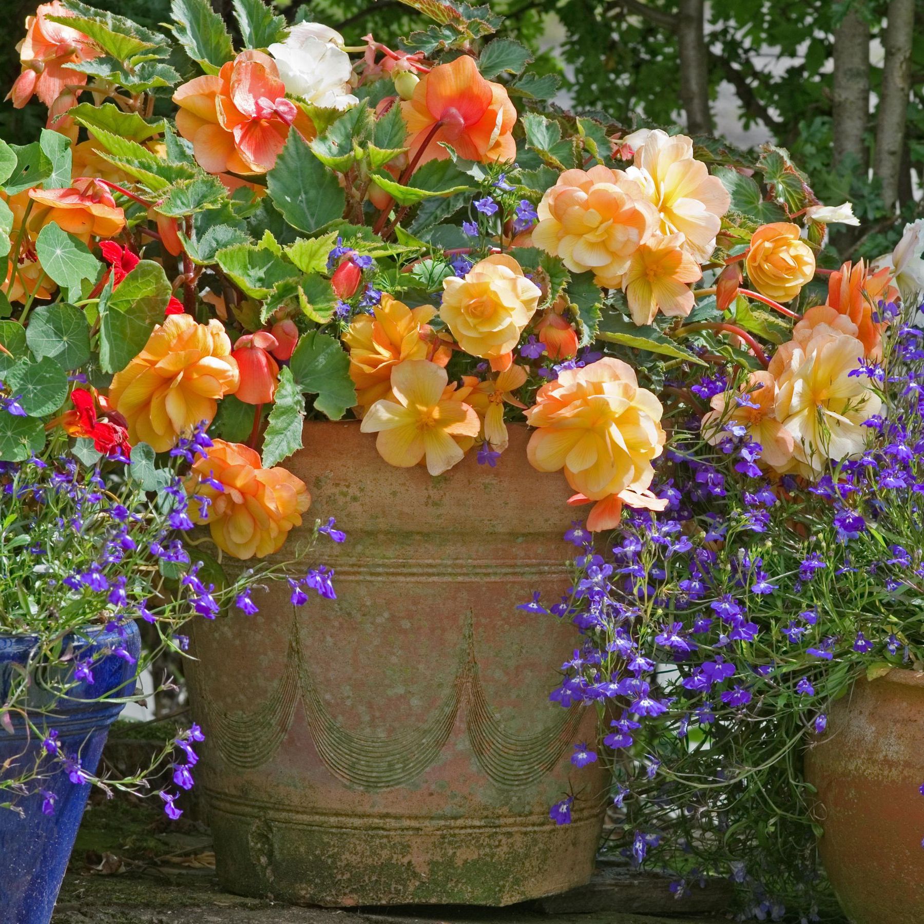How to grow begonias from tubers  an expert guide | Ideal Home
