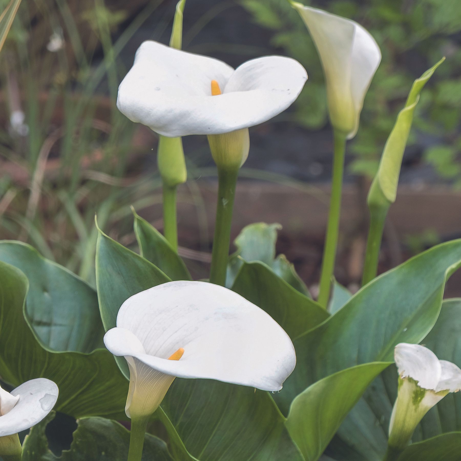 What to do with lilies after flowering | Ideal Home