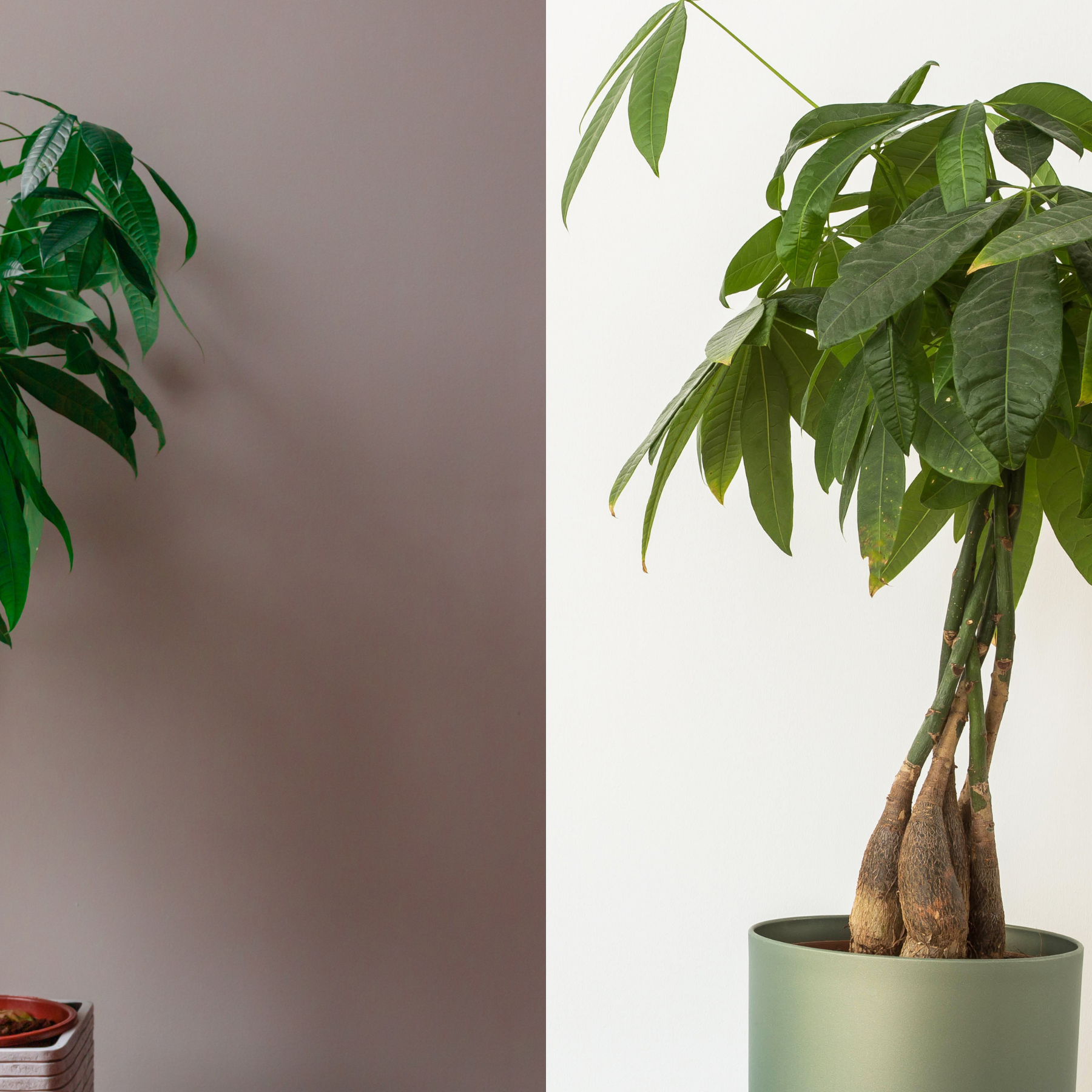 How to repot a money tree: help it prosper without stress | Homes and  Gardens