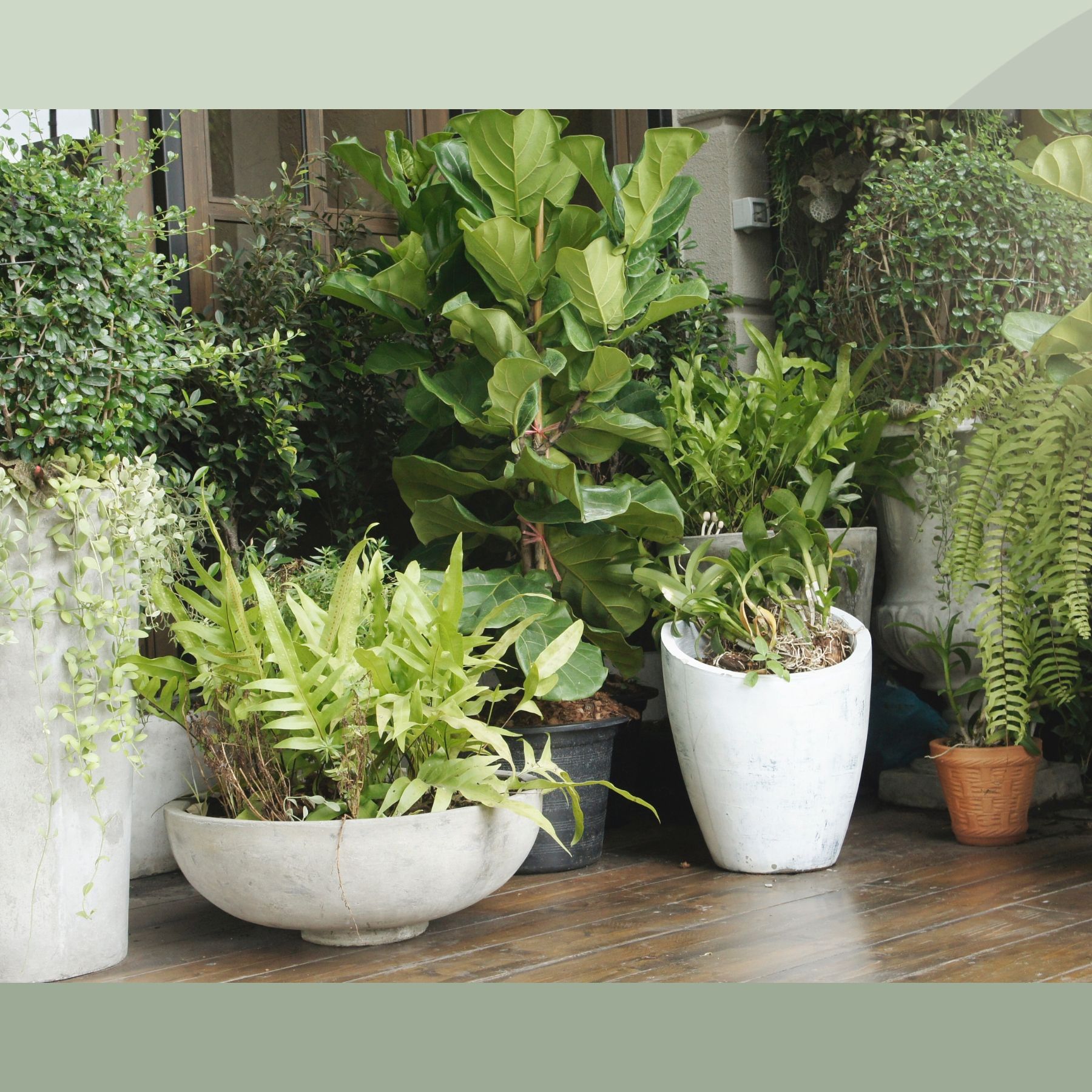 5 best outdoor potted plants for small spaces | Real Homes