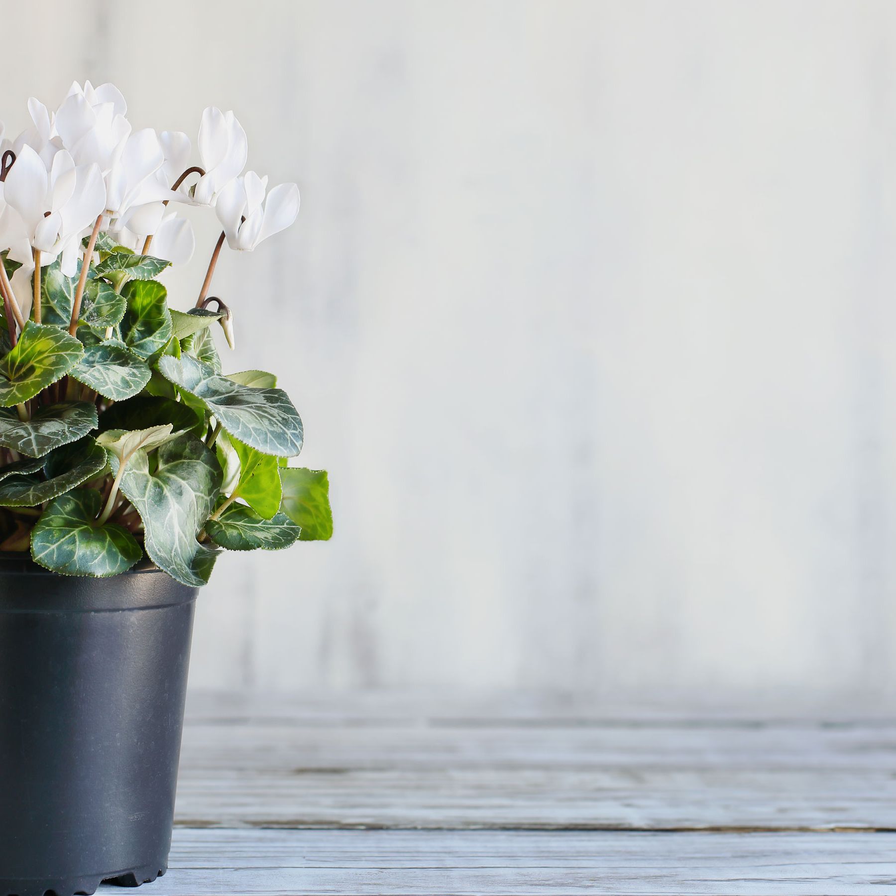 7 best winter-flowering house plants for adding colour | Ideal Home