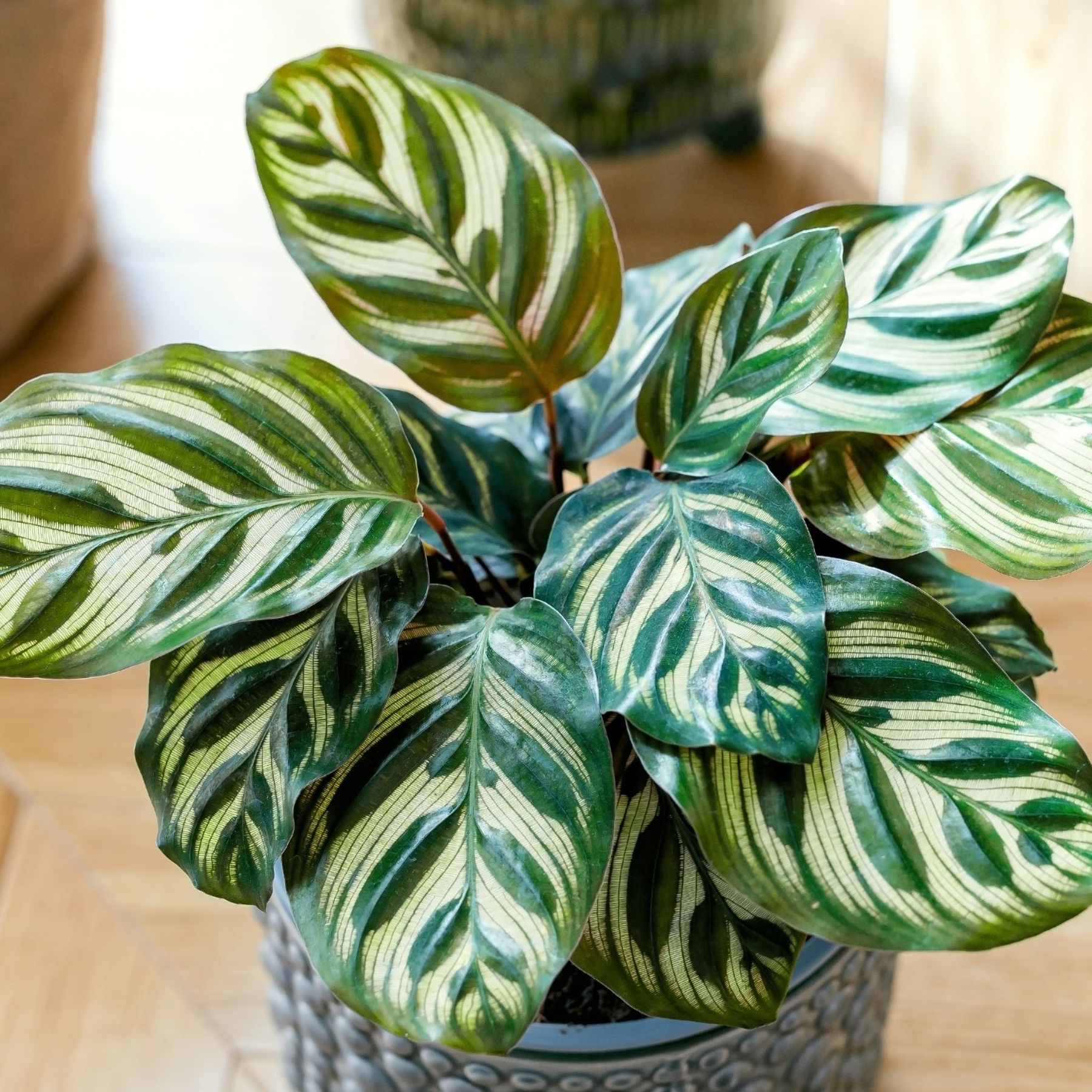 drachenbaum outdoor Dracaena Draco | 100cm | Online kaufen main image 0