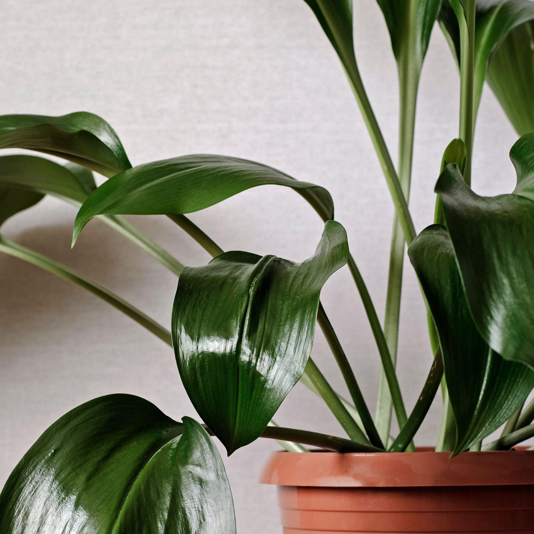 Aspidistra care and growing guide: our top expert tips | Gardeningetc