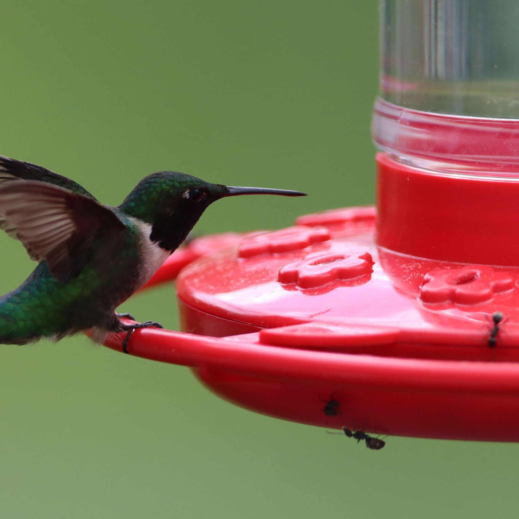 Why Does My Hummingbird Food Get Cloudy: Causes & Quick Fixes