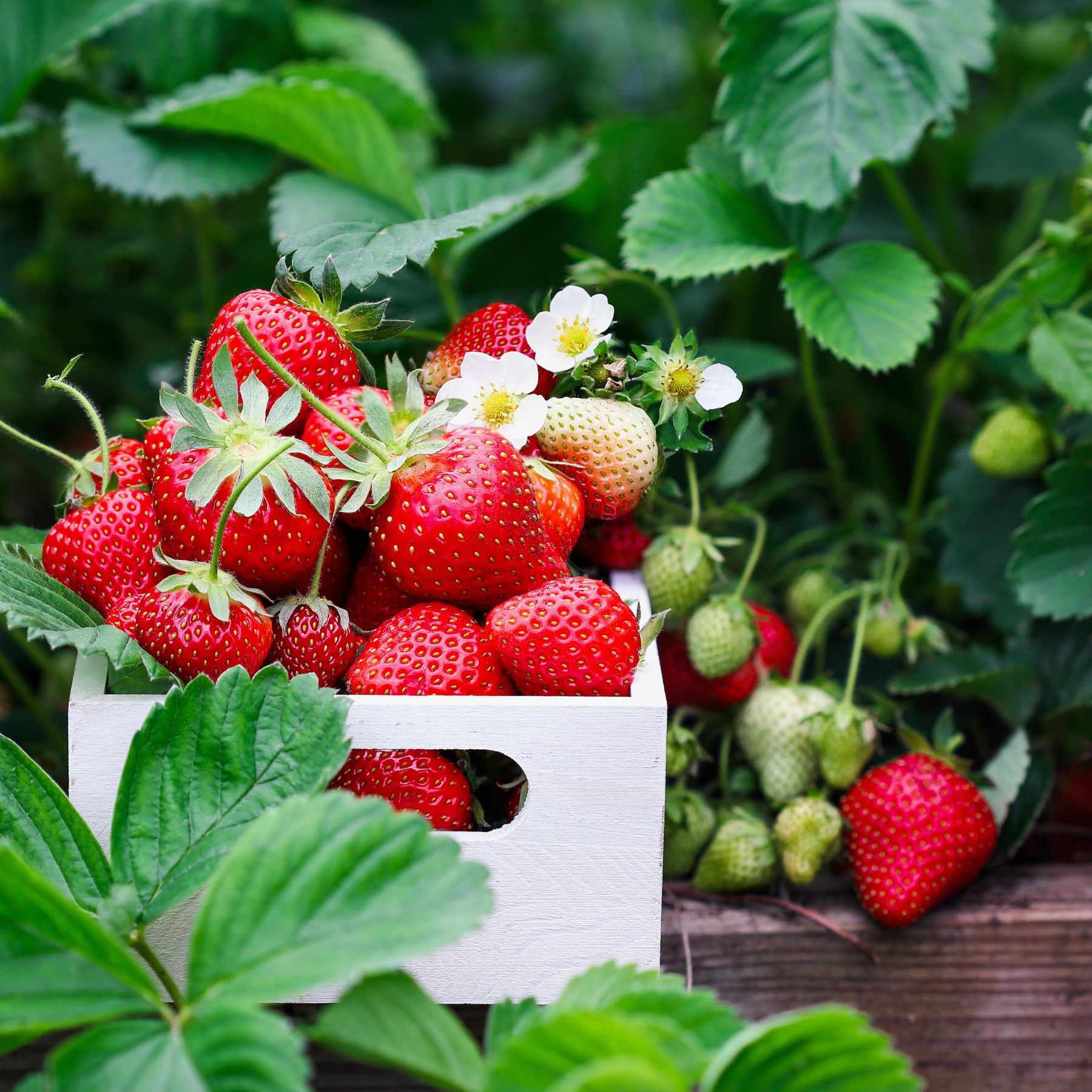 The 5 strawberry companion plants to grow for bumper crops | Ideal Home
