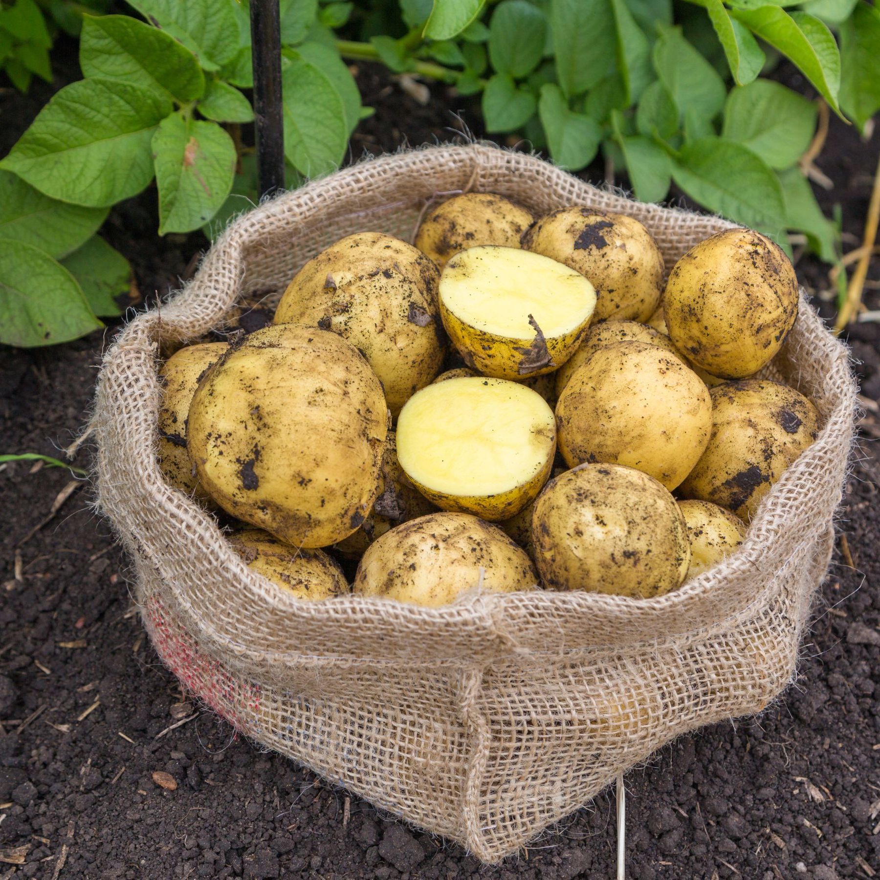 When to plant potatoes for Christmas: and it's very soon | Ideal Home