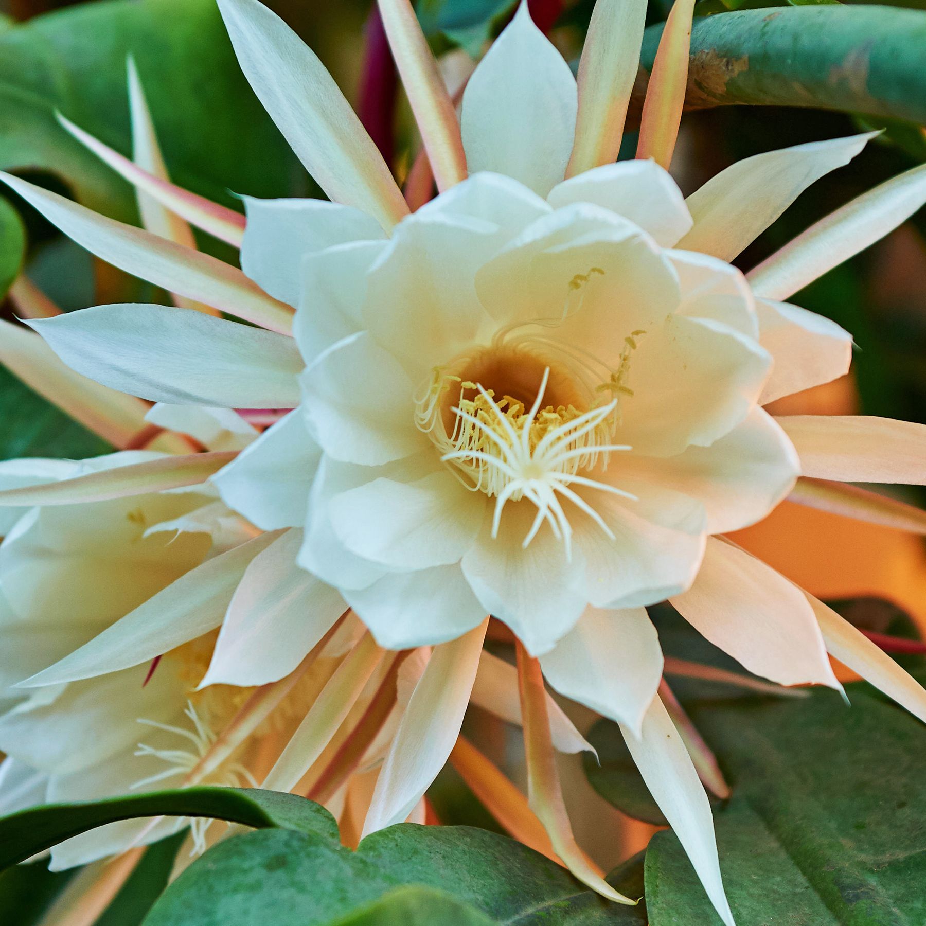 5 Night-Blooming Houseplants  Grow An Indoor Moon Garden | Gardening Know  How