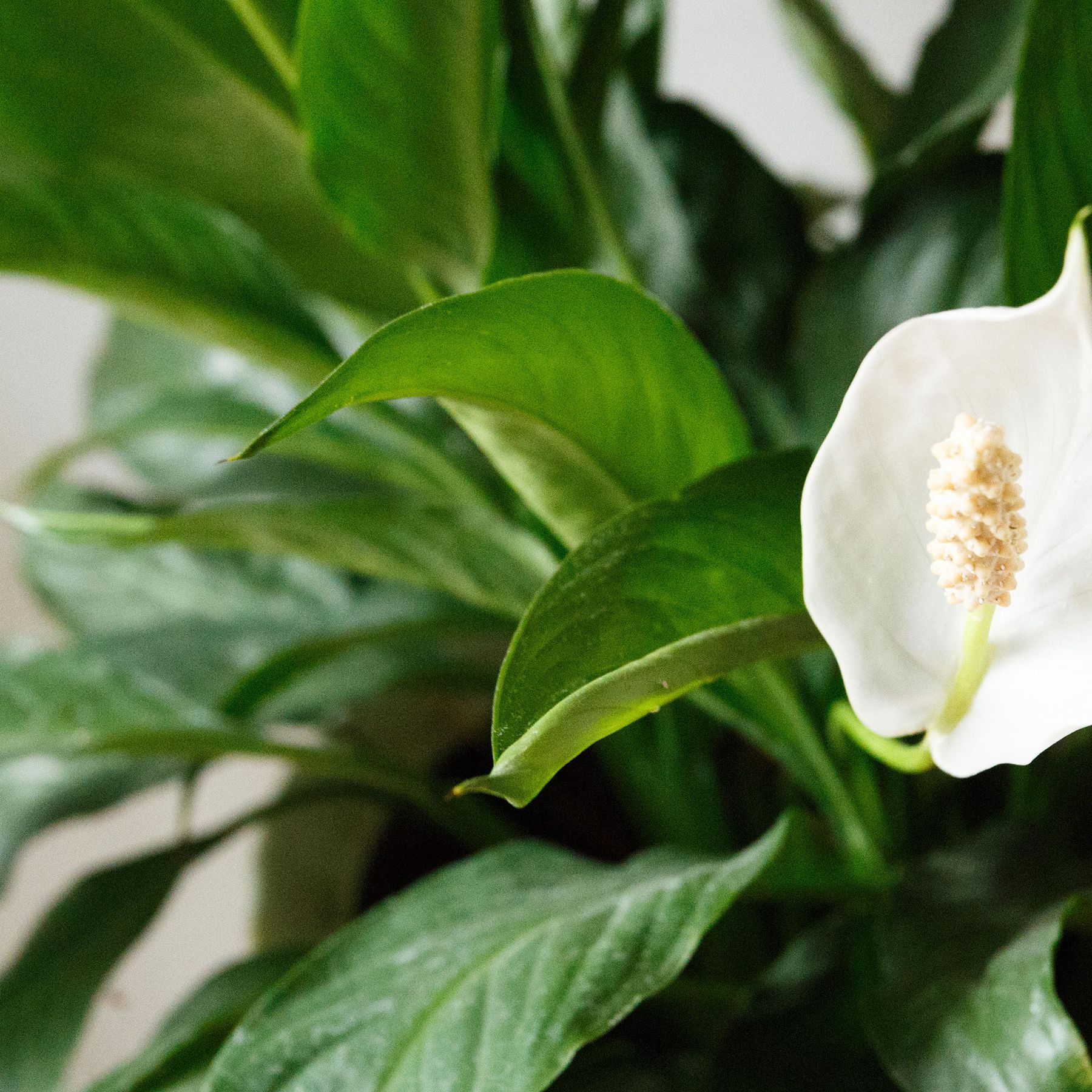 Peace lily care and growing tips: help your plant thrive | Gardeningetc