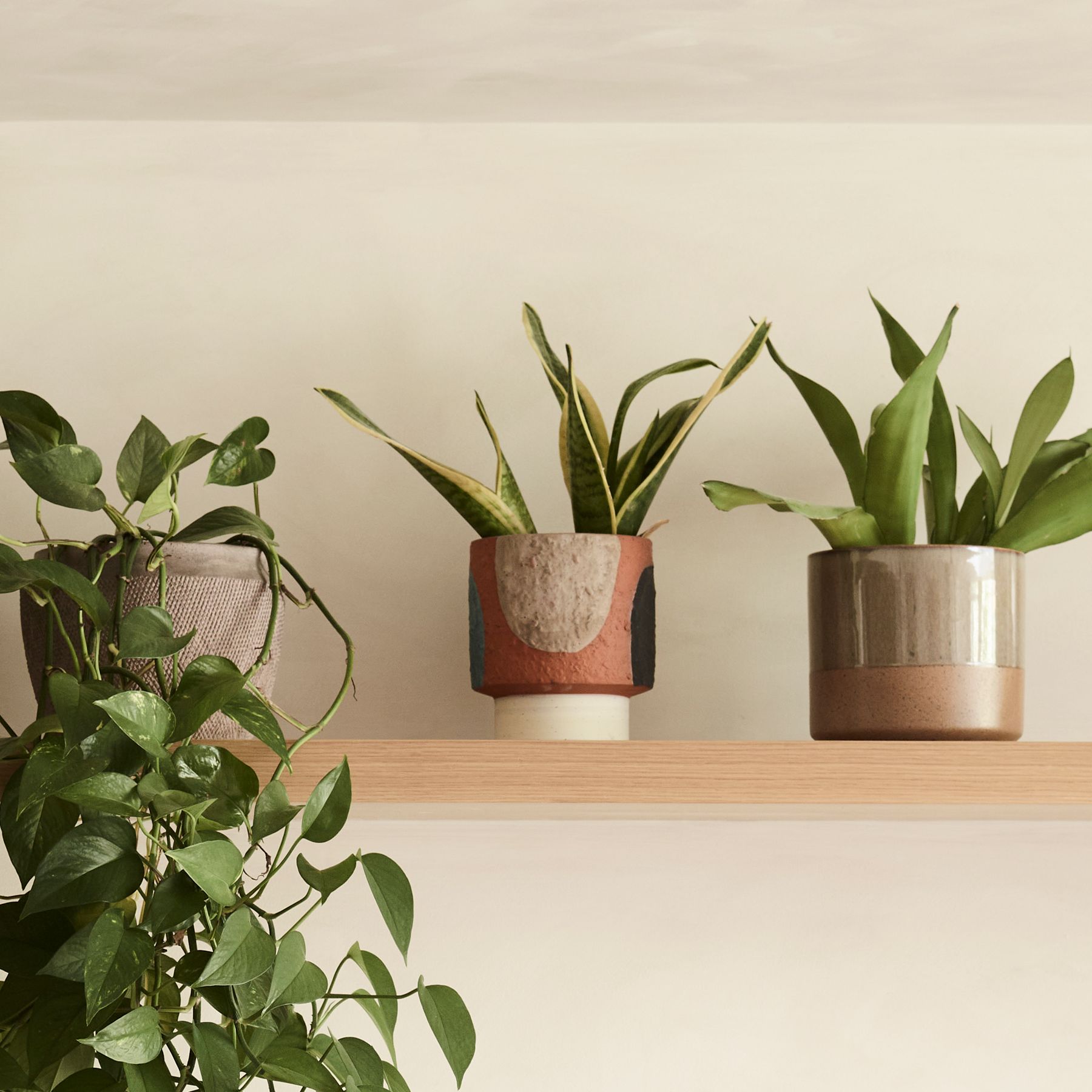 3 Places to Put Snake Plant That Are Meant to Bring You Good Luck,  According to a Feng Shui-Practicing Architect