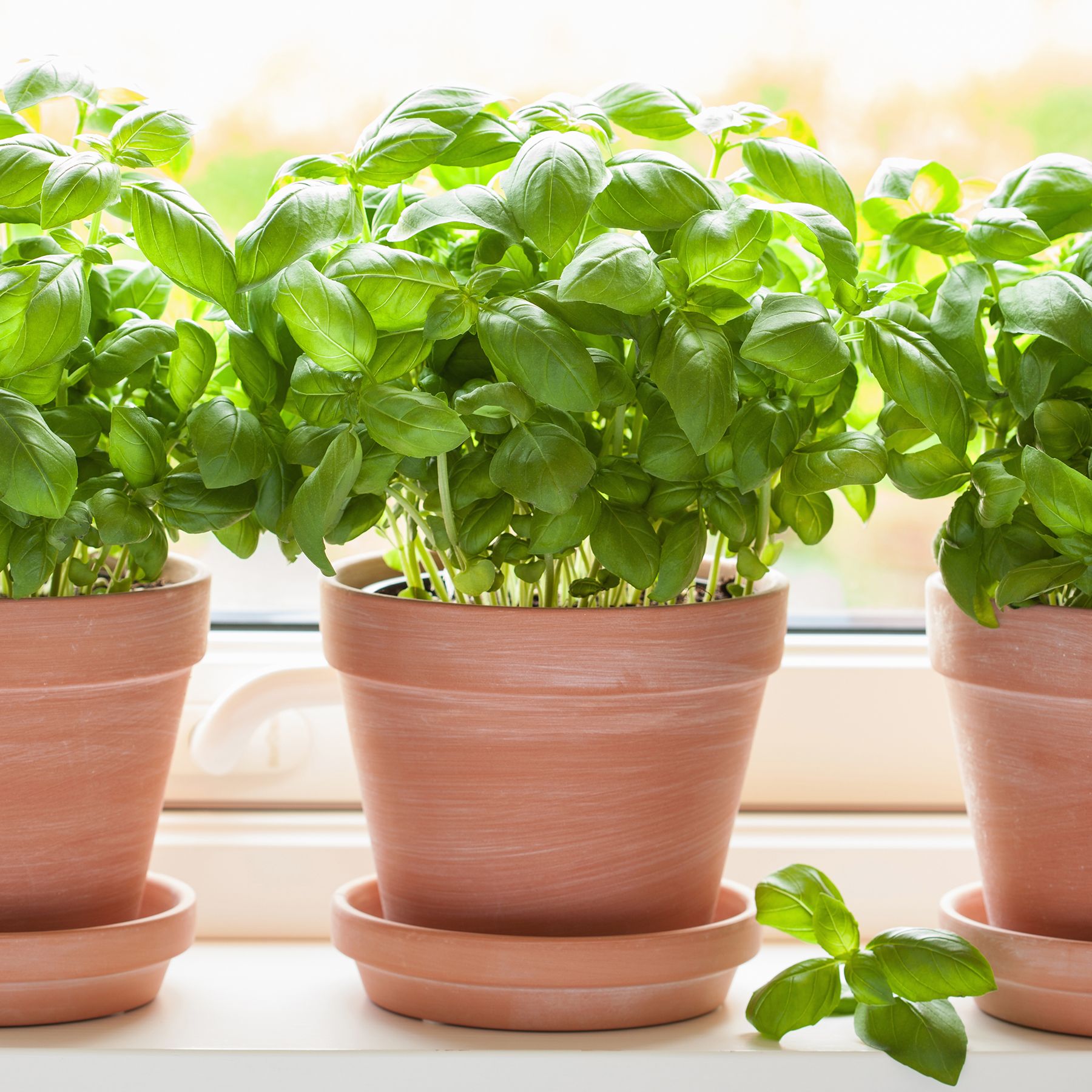 How To Grow Basil Indoors  For Fresh Year-Round Flavor | Gardening Know How