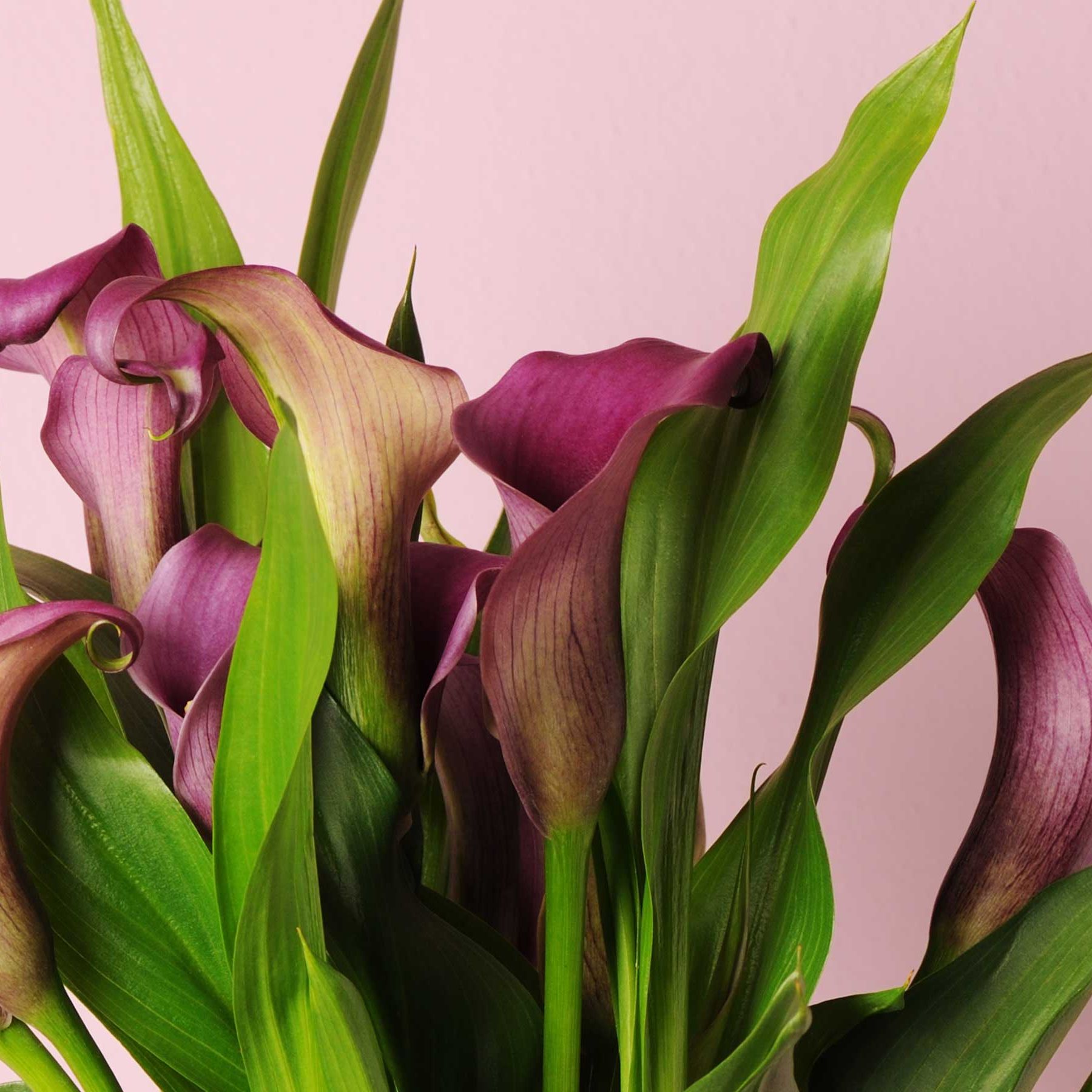 How to care for calla lilies  8 essential tips | Real Homes