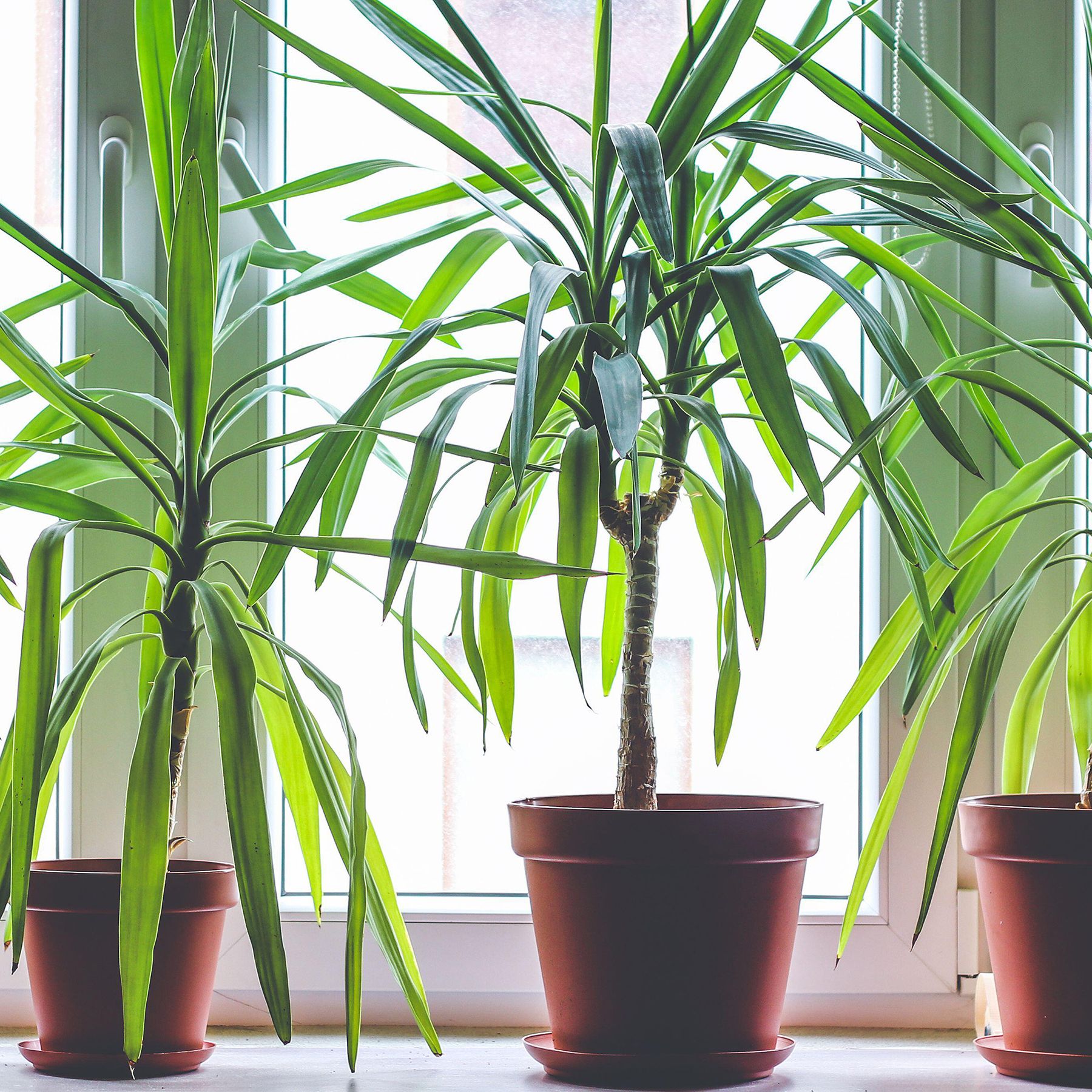 Dracaena propagation tips: how to get more dragon plants | Gardeningetc