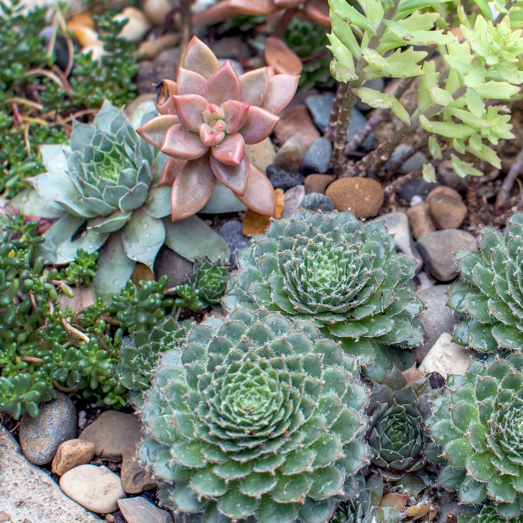 Succulent garden ideas: 14 looks for a stylish outdoor oasis | Gardeningetc