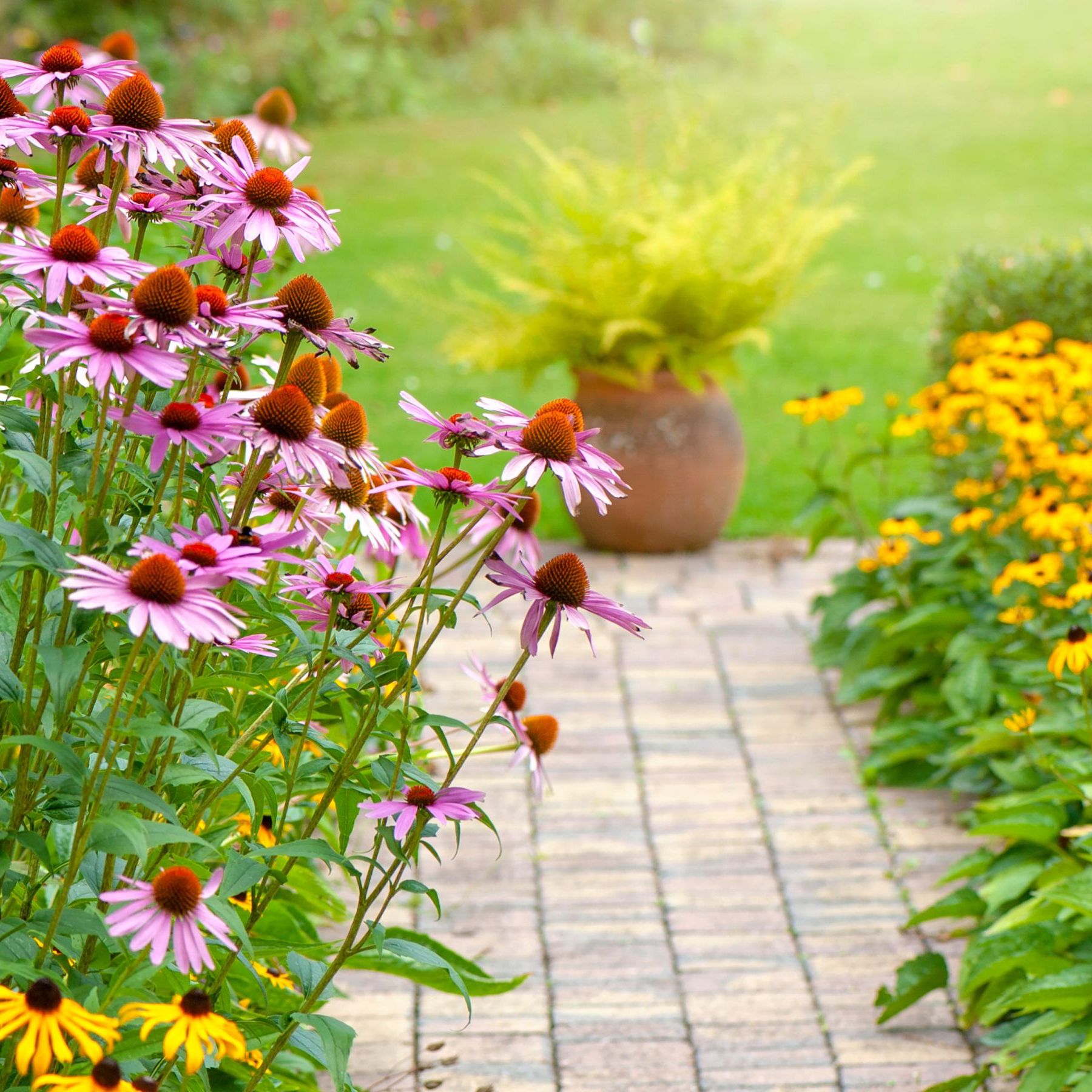 8 perennials to plant in August for autumn flowers | Ideal Home