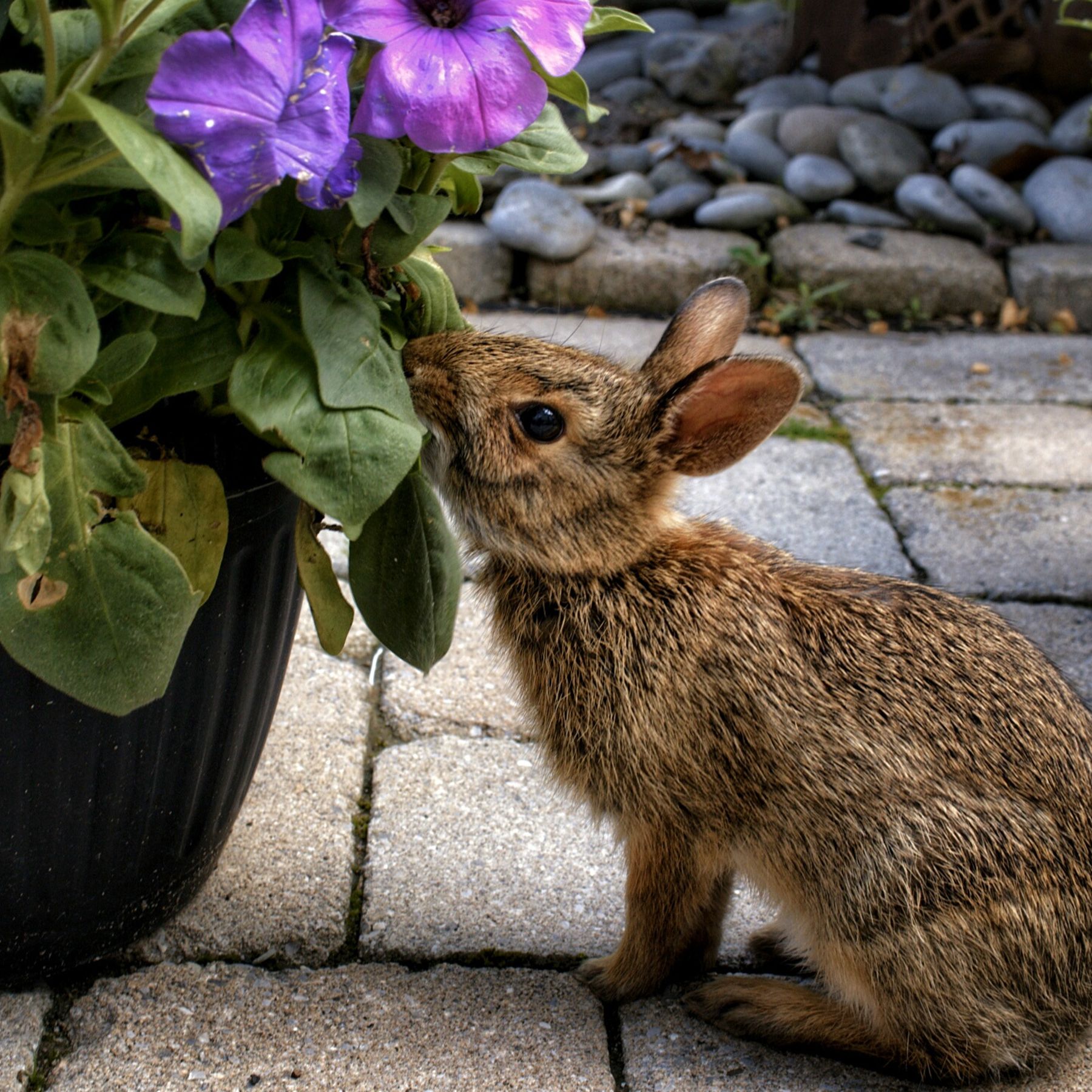 Deer Resistant Landscaping – The Garden Diaries, image size:1800x1800