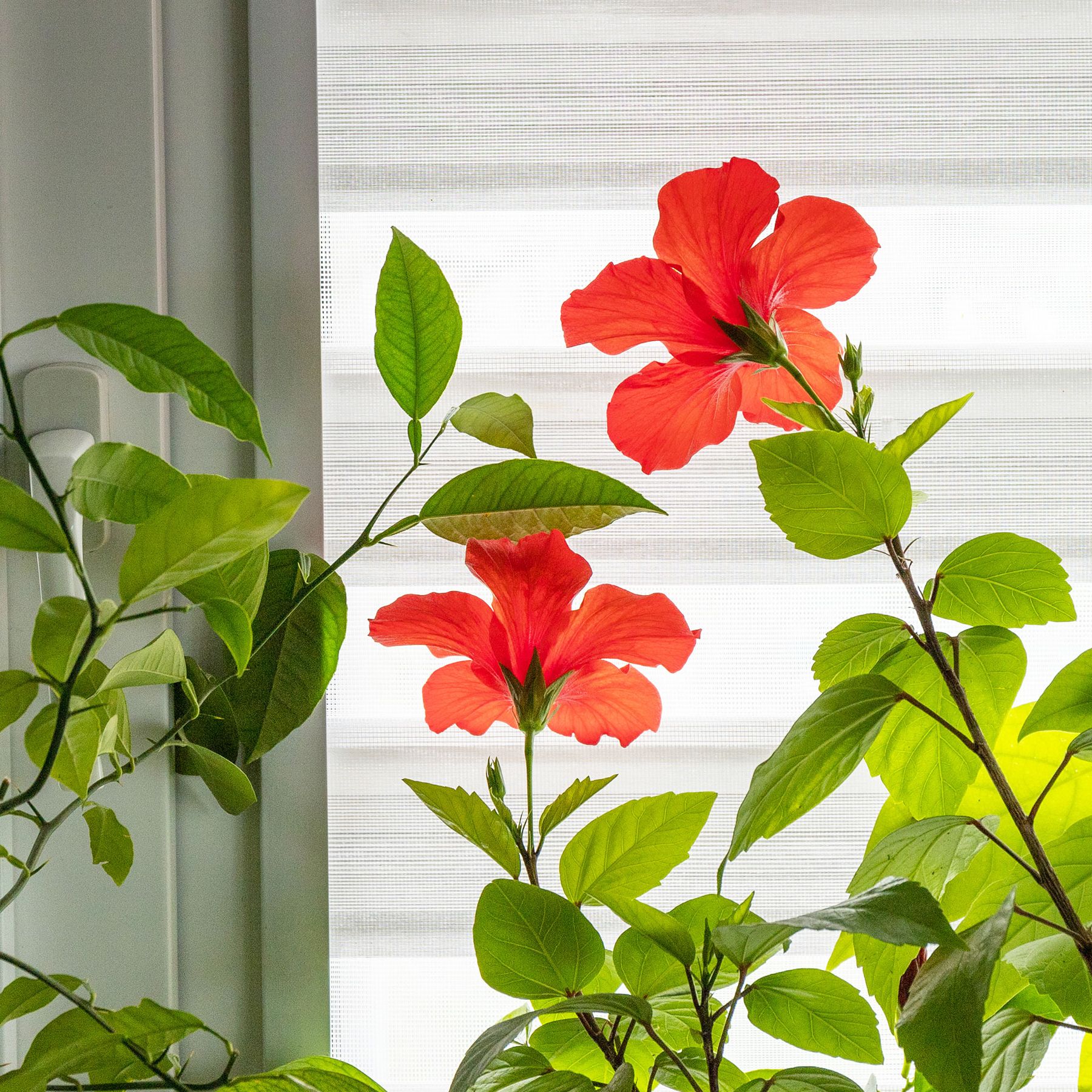 Winterizing hibiscus: experts share their tips | Gardeningetc