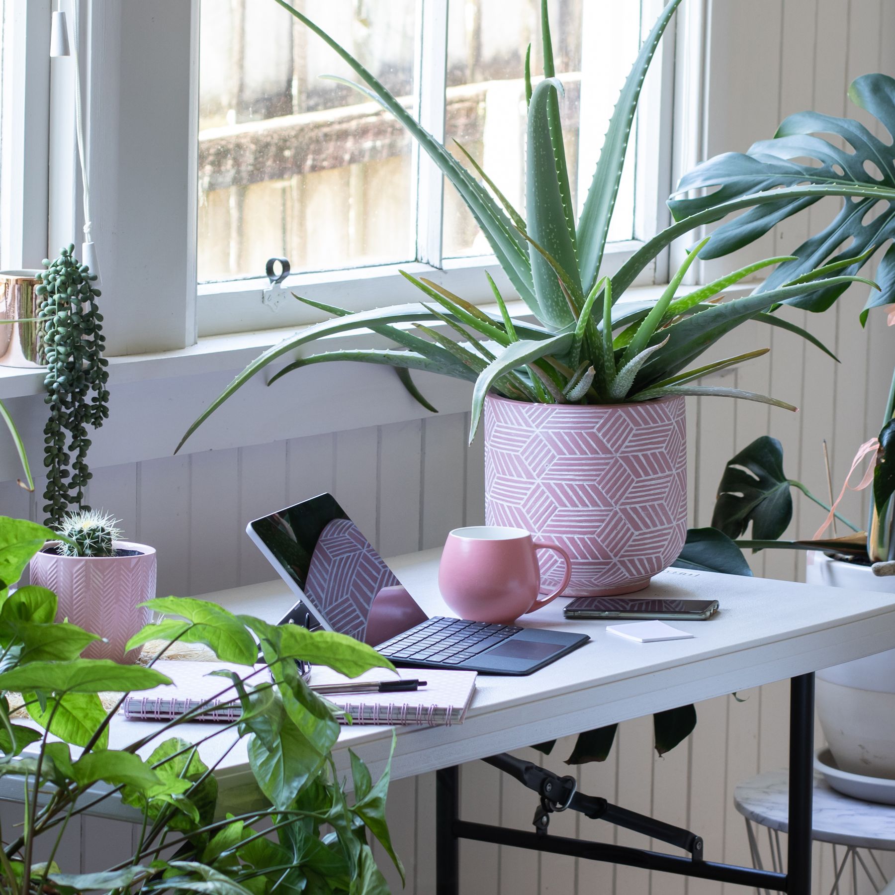 This is America's most popular house plant | Real Homes